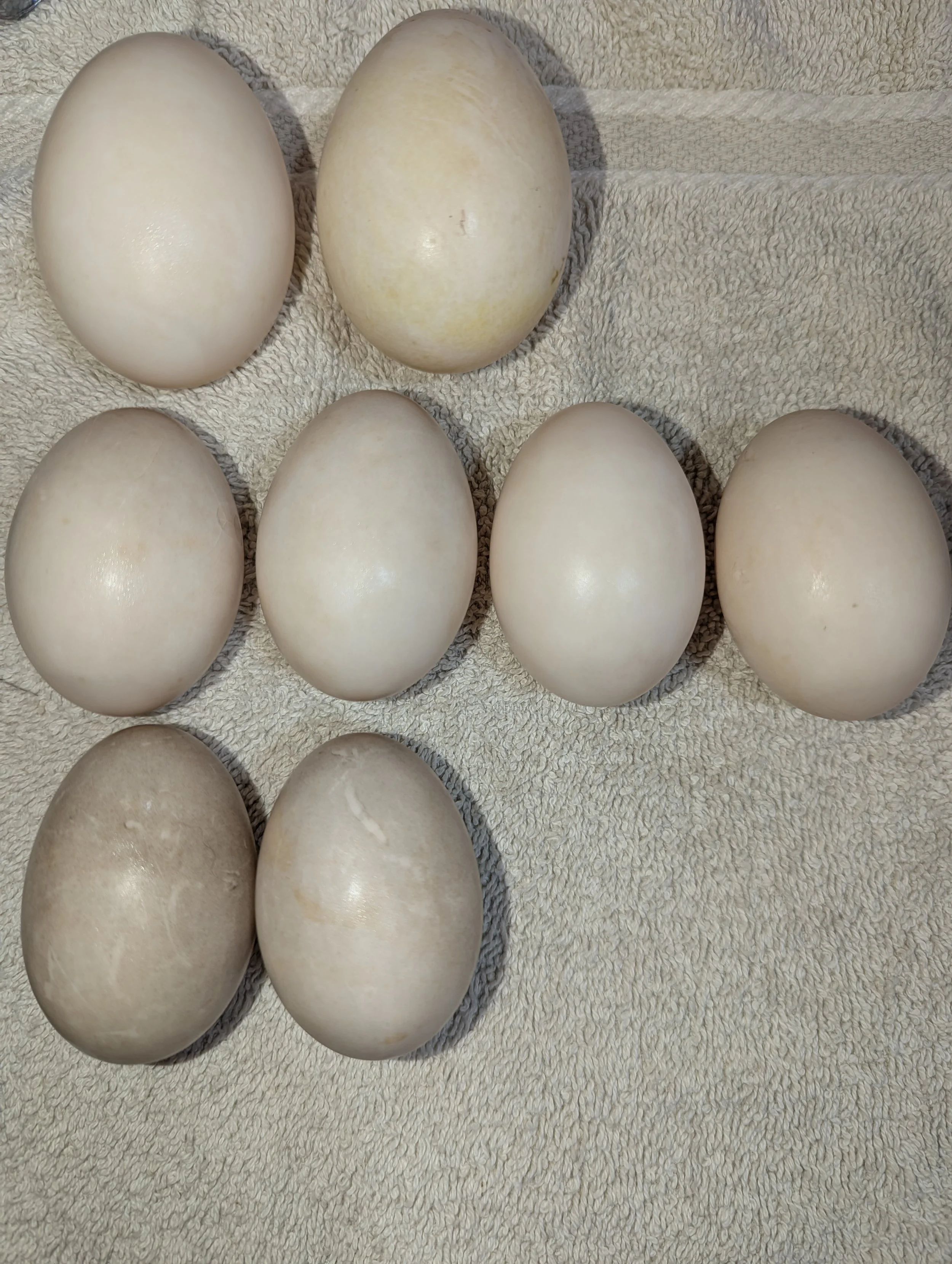 Shapes_colors of duck eggs.jpg