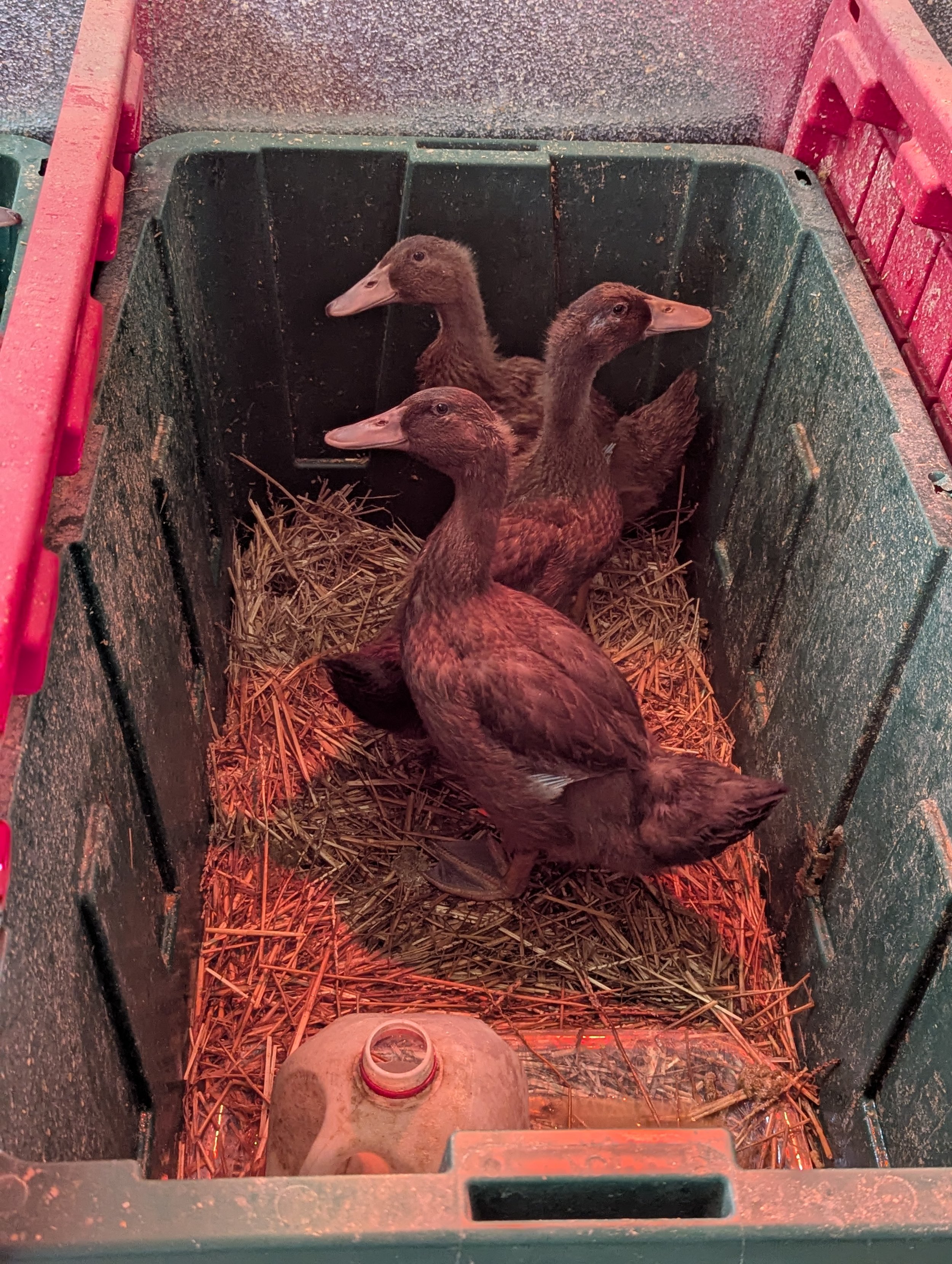 Female Khaki Campbell Ducklings