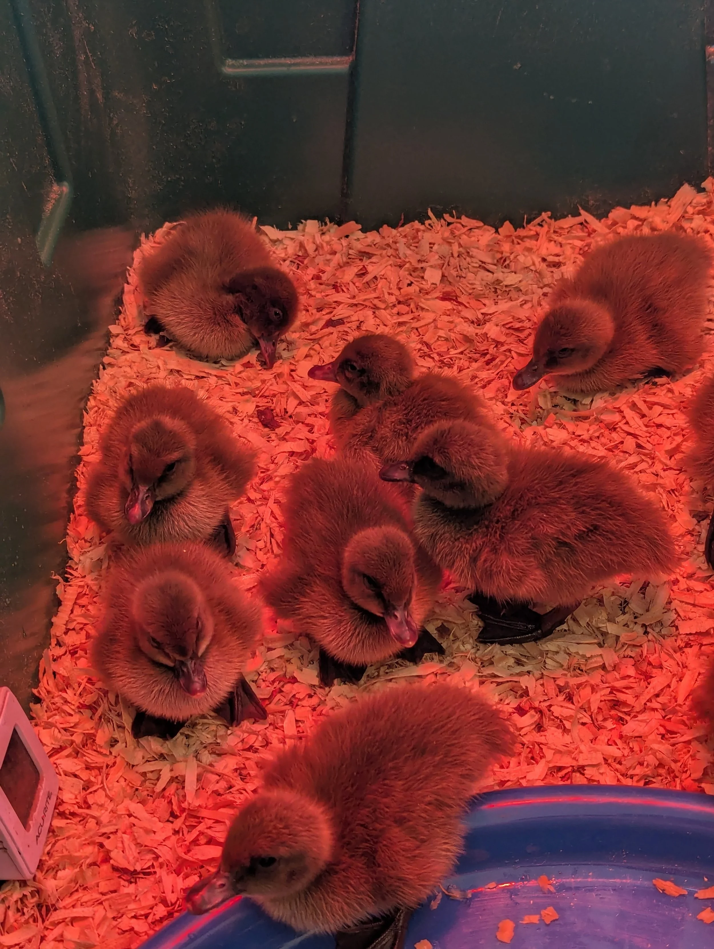 more sleepy heads (1).jpg