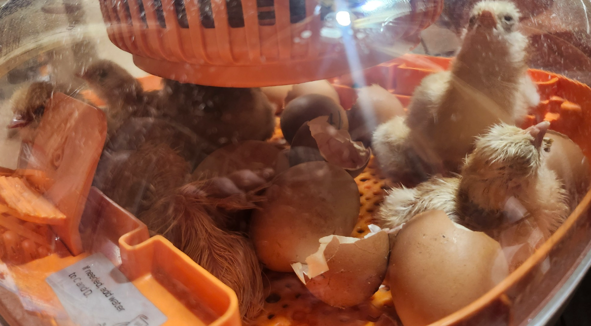 Hatching_chicks_2.png