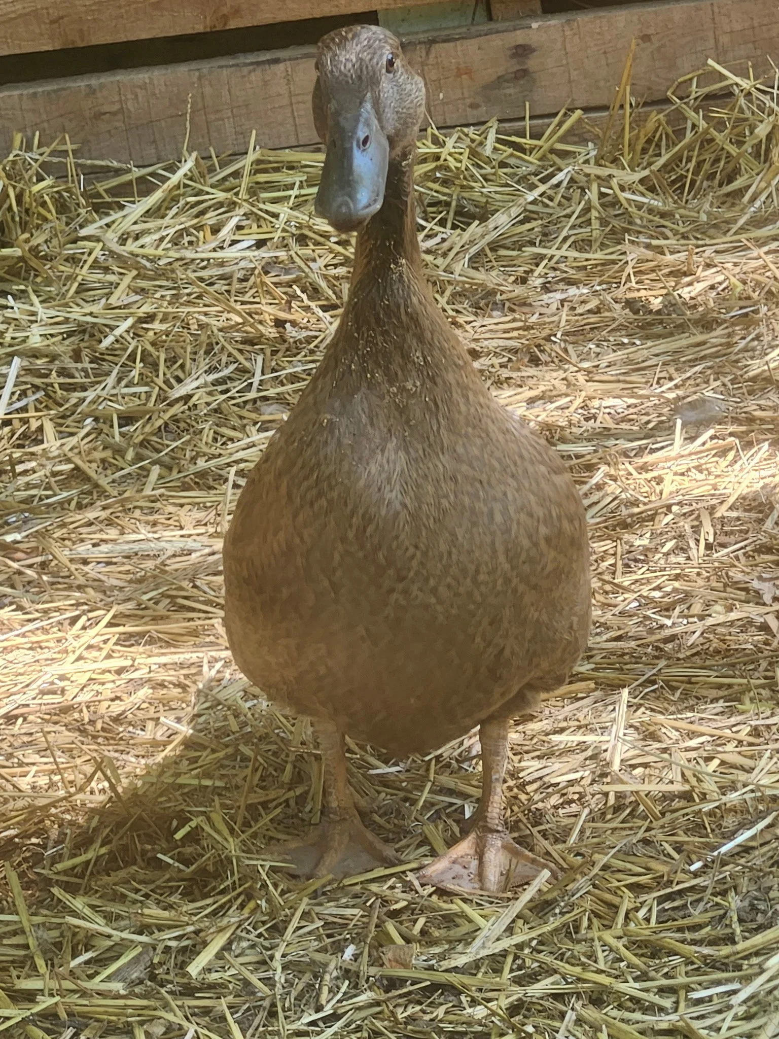 Female 13-16 Weeks Old Khaki Campbell Ducks