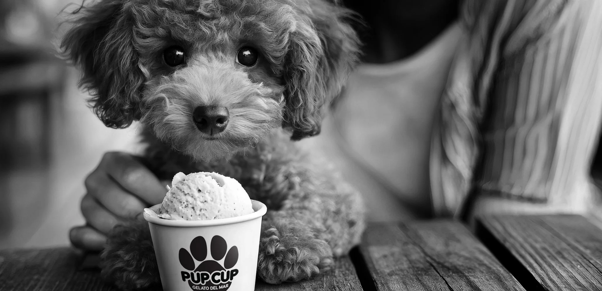 A cute curly-haired dog being fed a scoop of ice cream from a cup with a paw print logo that reads "PUPCUP GELATO DEL MAR". The dog has wide eyes and looks directly at the camera in a black-and-white photo.