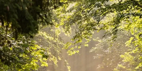 Sunlight filtering through the green leaves of trees in a forest.