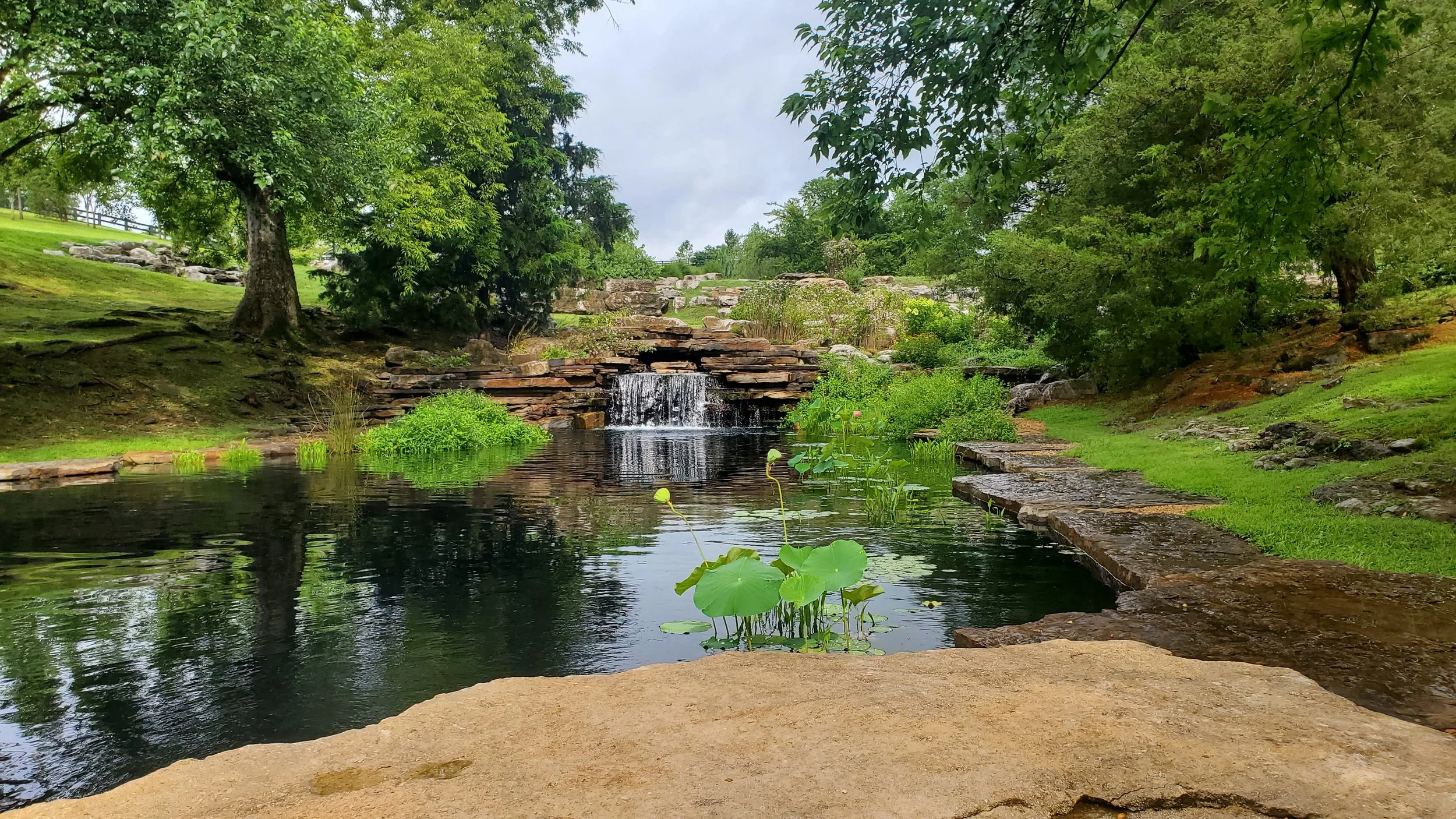 Backyard pond