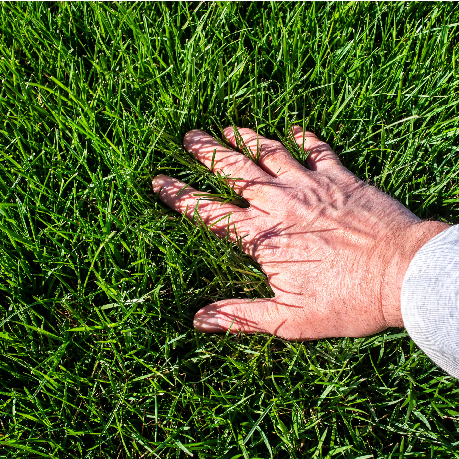 Une main posée sur de l'herbe verte, avec des rayures d'ombre créées par la lumière du soleil. Qualité du gazon après entretien de pelouse résidentielle par Guillaume Gazon
