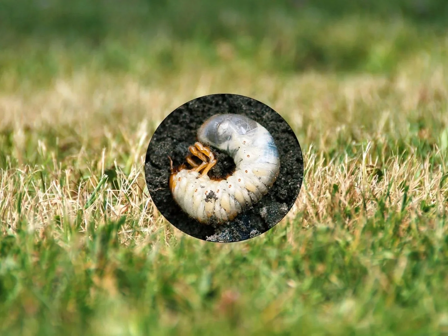 Traitement contre les vers blancs pour pelouse résidentielle offert par Guillaume Gazon sur la Rive-Sud de Montréal