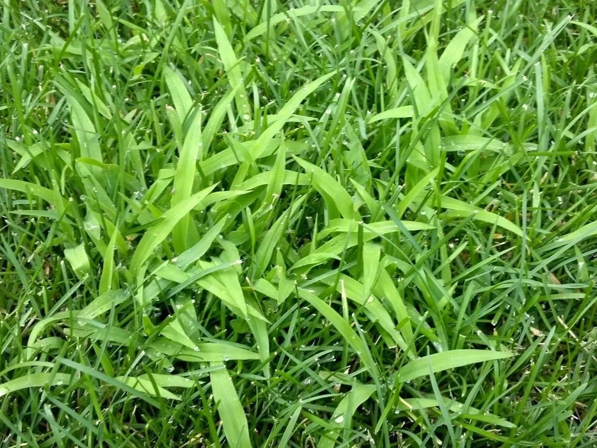 Présence de digitaire dans une pelouse nécessitant un traitement offert par Guillaume Gazon sur la Rive-Sud de Montréal