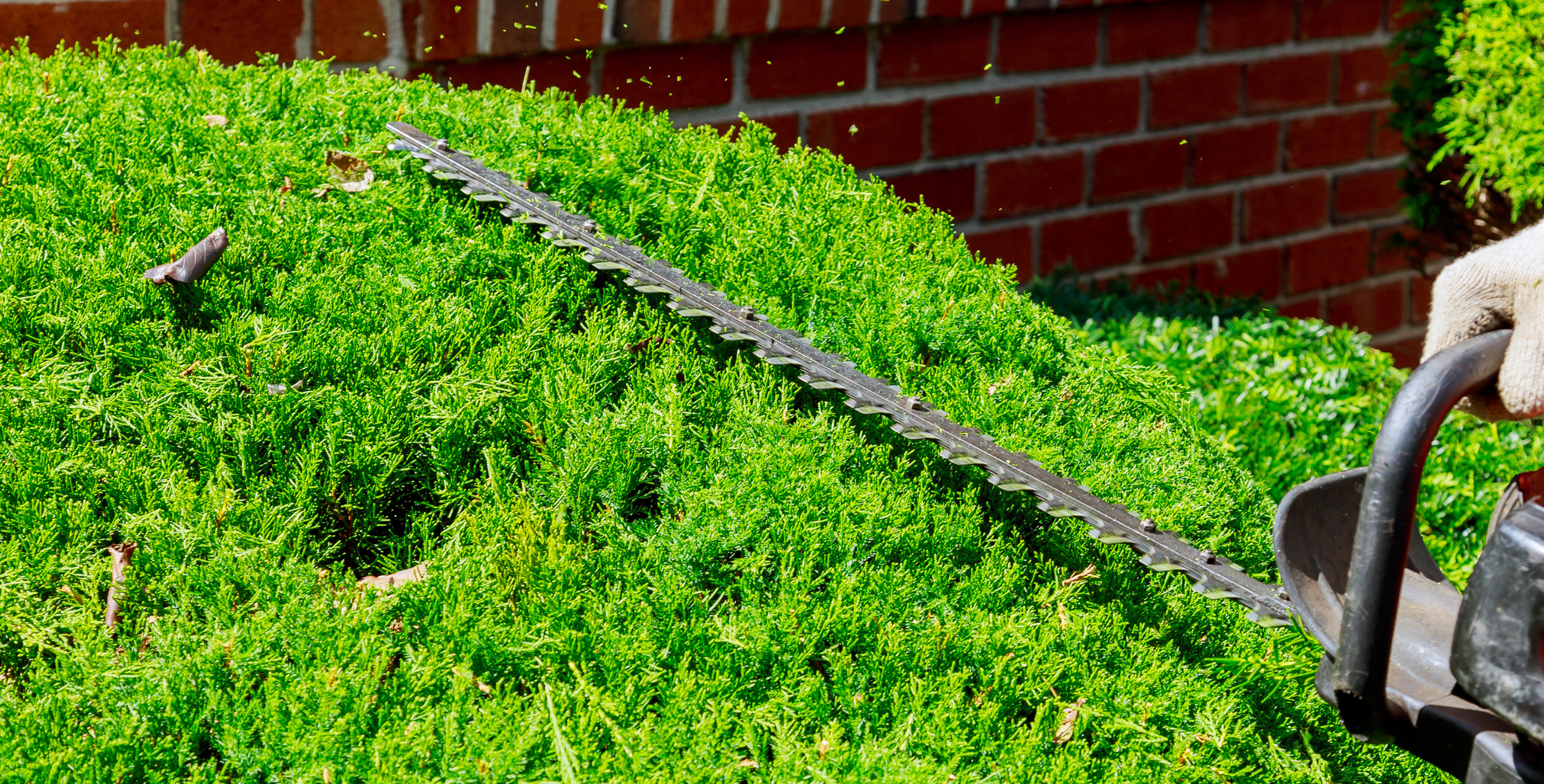 Taille de haies et d’arbustes réalisée par un employé de Guillaume Gazon sur la Rive-Sud de Montréal