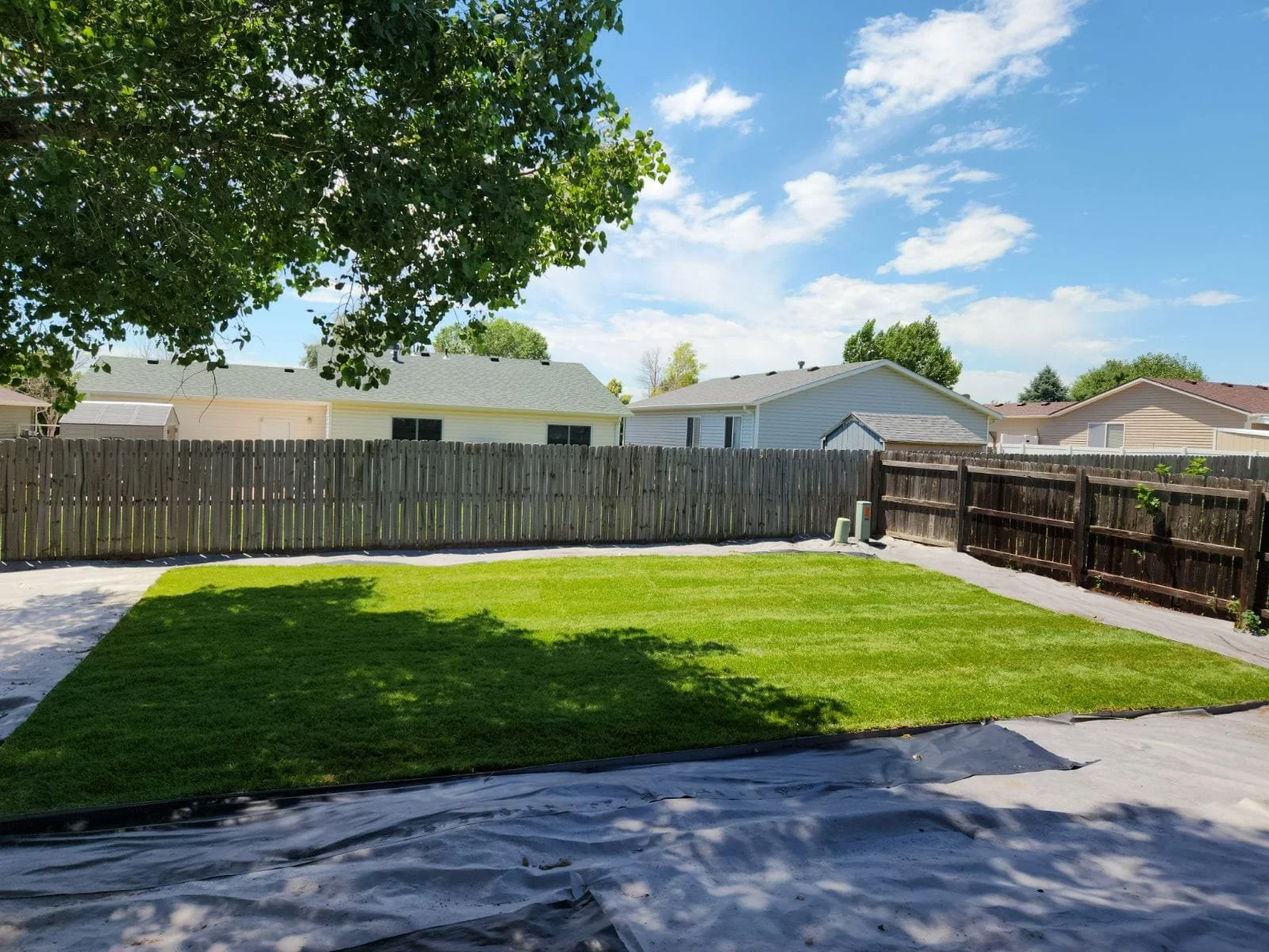 View of a backyard with a freshly installed sod with green lawn, surrounded by wooden fences on three sides