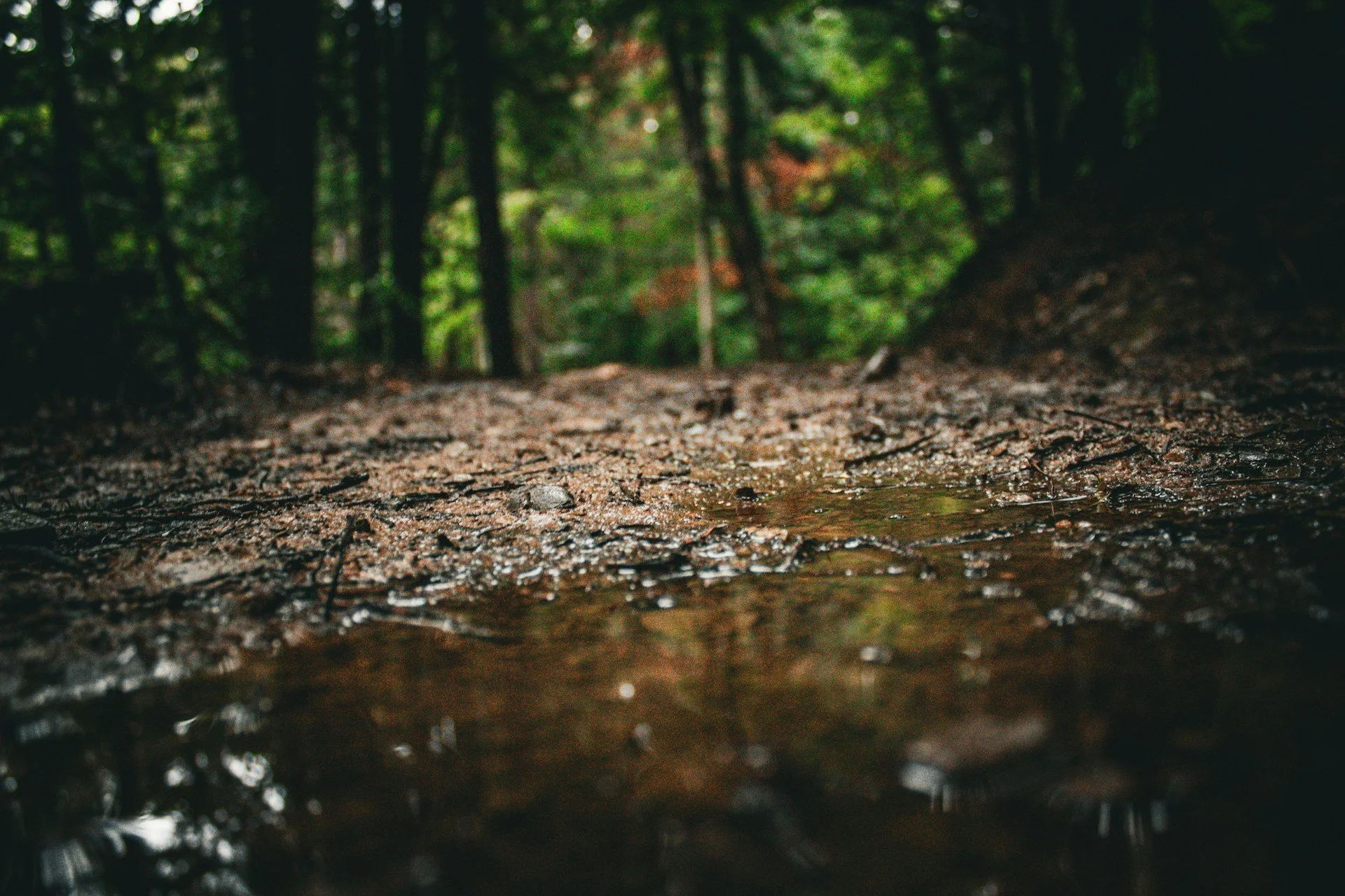 Fixing Muddy Yards After Snow and Rain with Longmont Landscaping