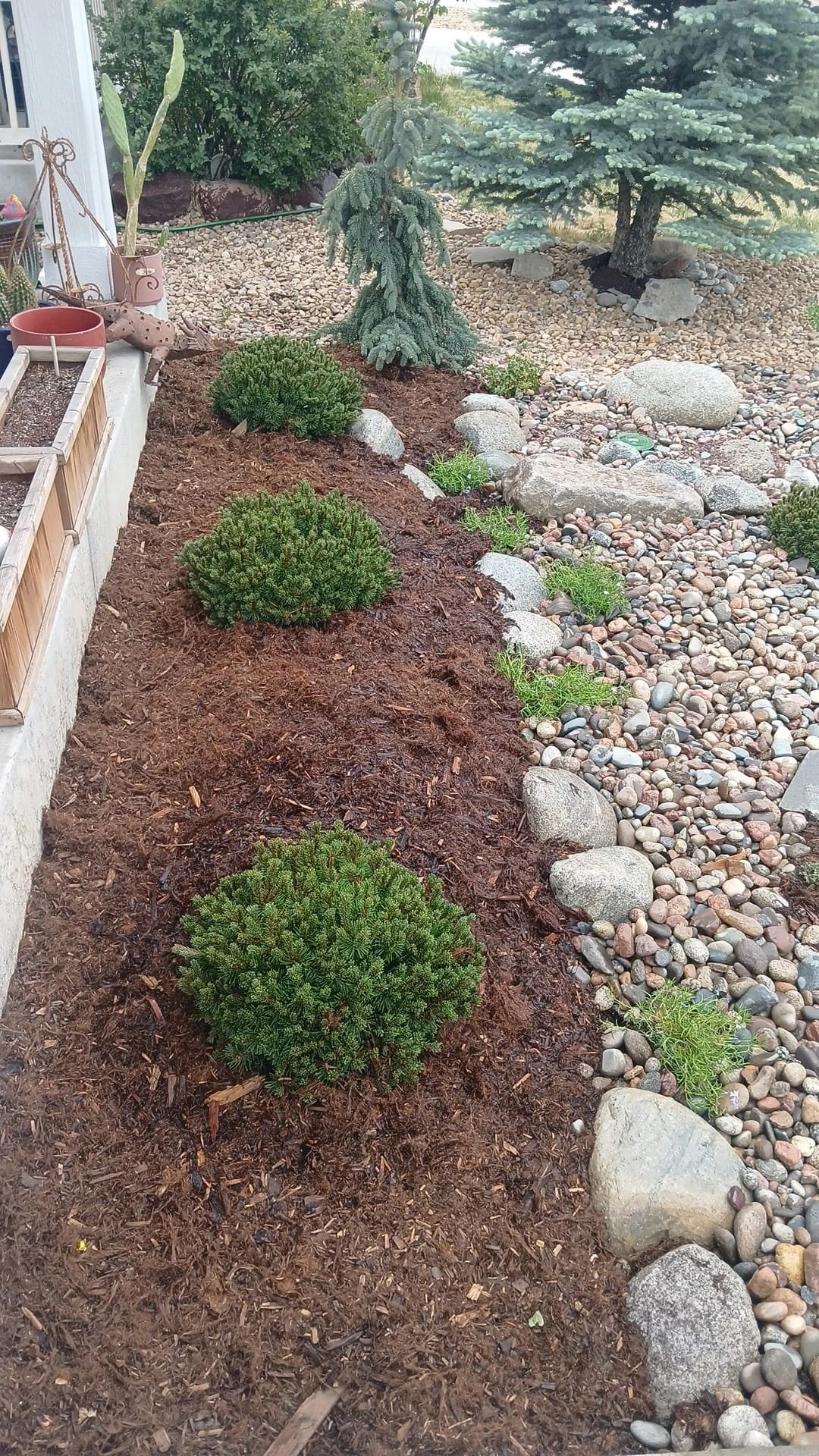 front yard xeriscape 3 (1).jpg