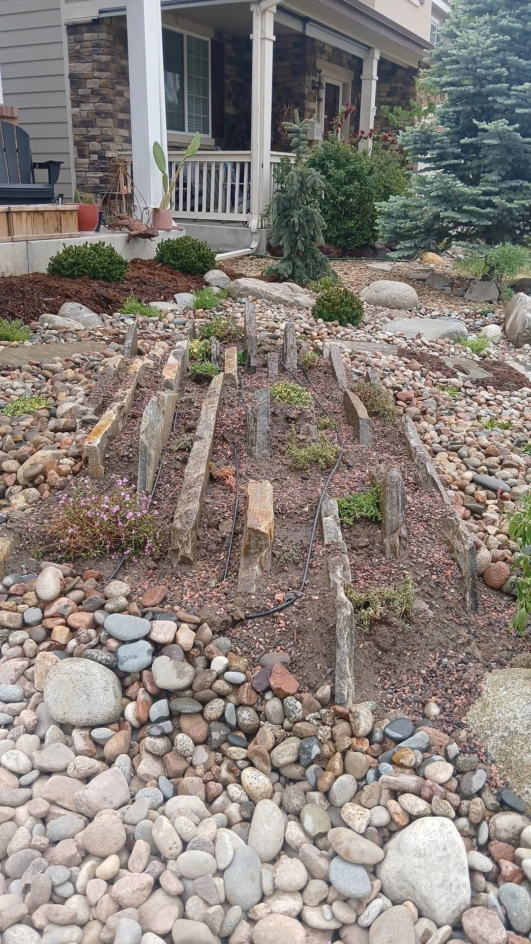 front yard xeriscape 4 (1).jpg