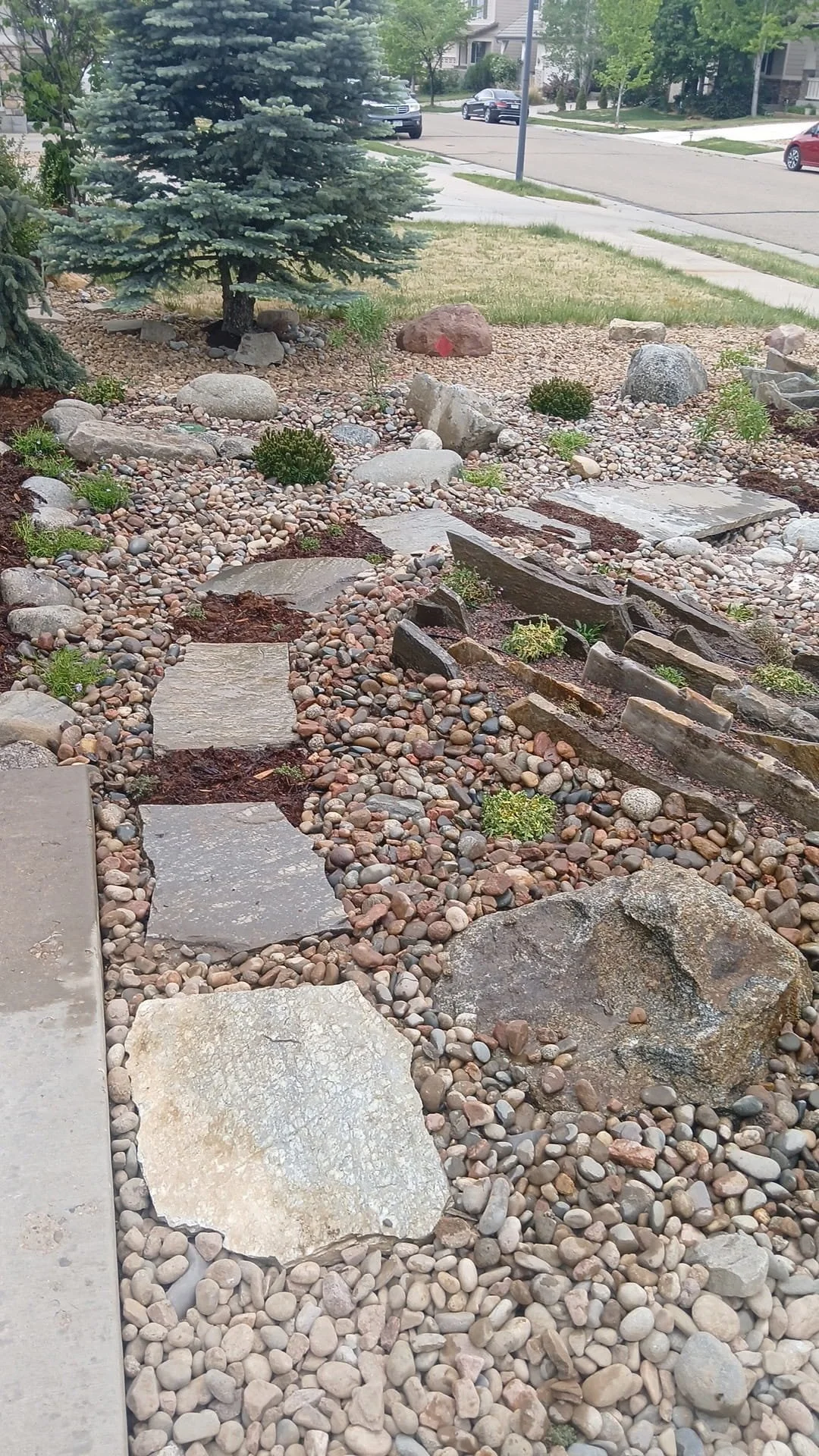 front yard xeriscape 6 (1).jpg