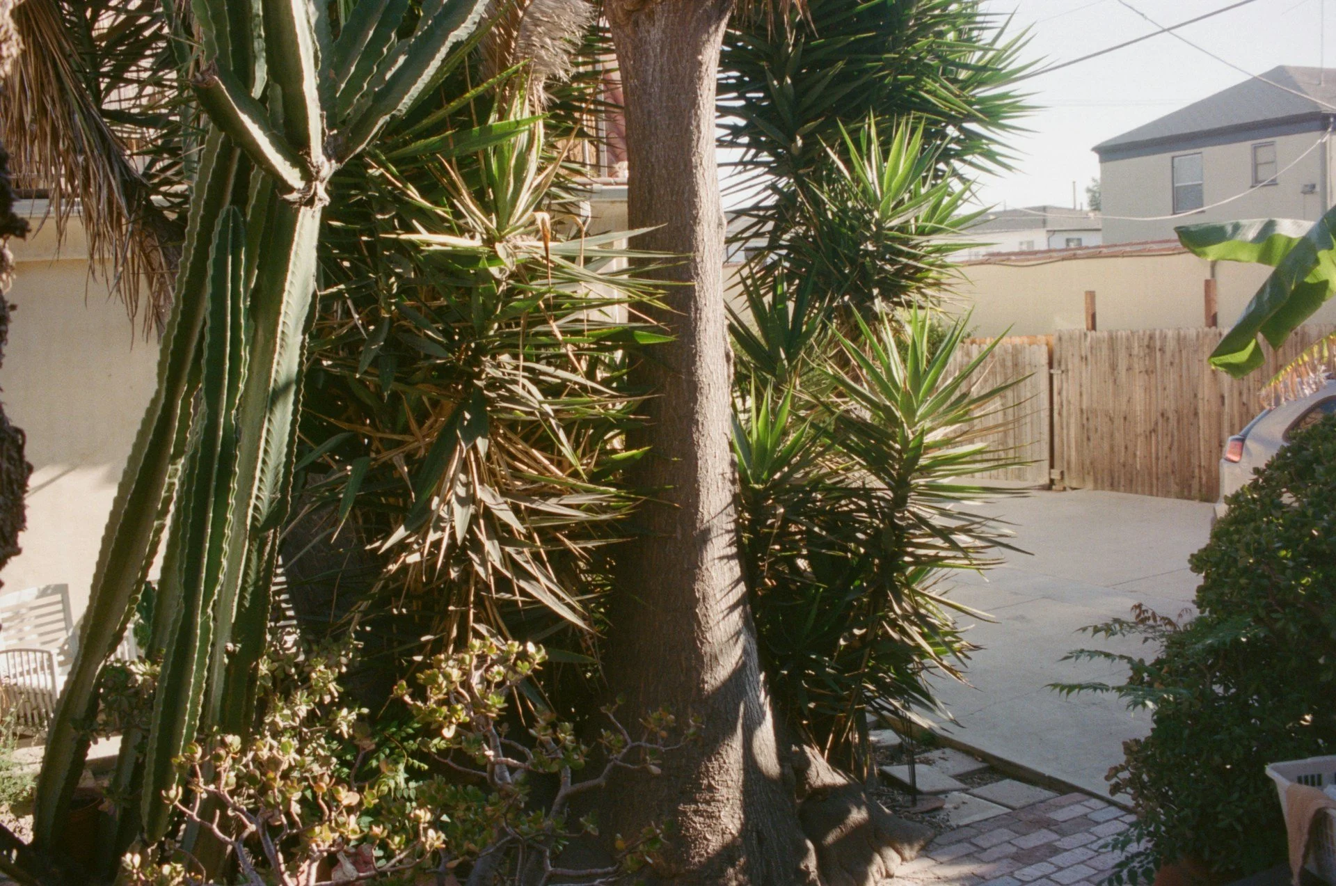 How to Design Xeriscape in Longmont You Actually Like