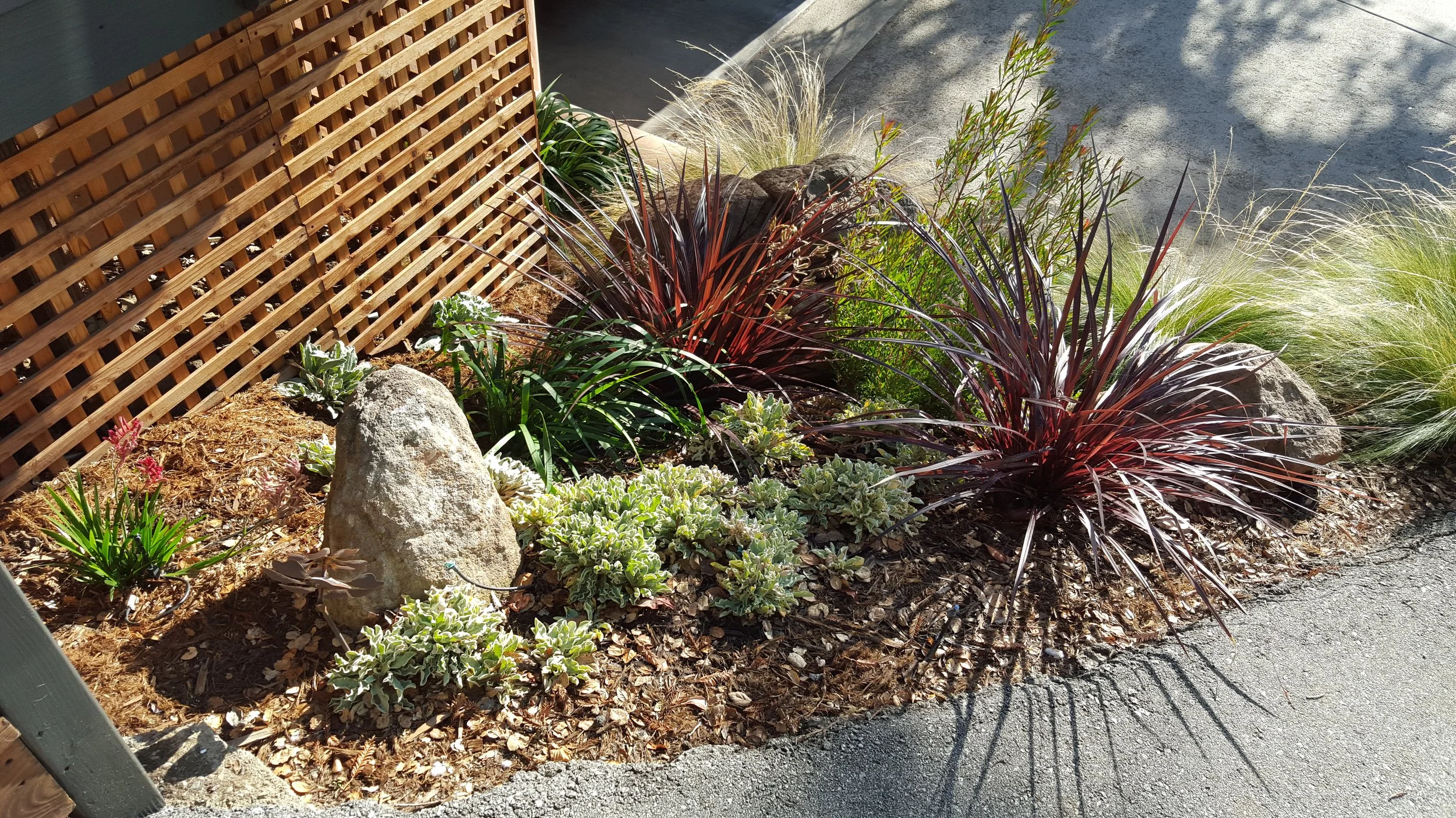Small garden bed with various ornamental grasses and succulents, bordered by a wooden lattice fence and adjacent to a sidewalk, with rocks and dry mulch covering the soil.