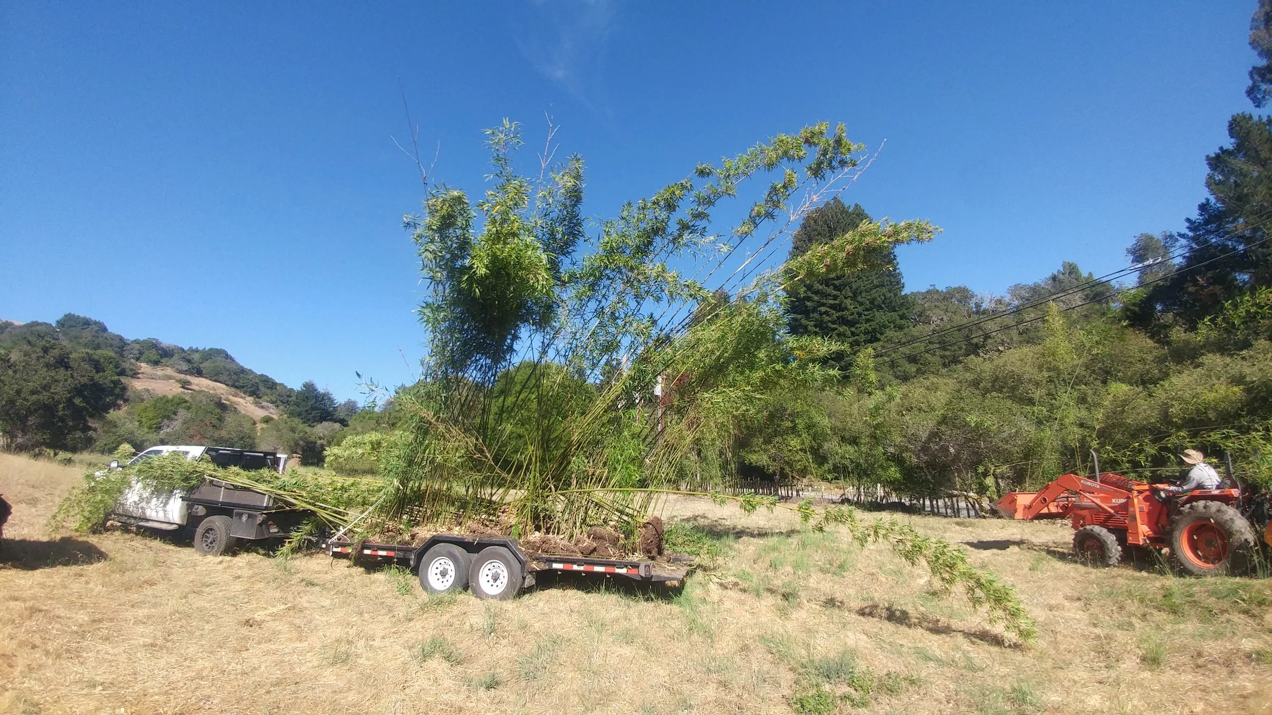Person on a red tractor pulling a trailer with uprooted tree branches and plants on a sunny day in a rural landscape.