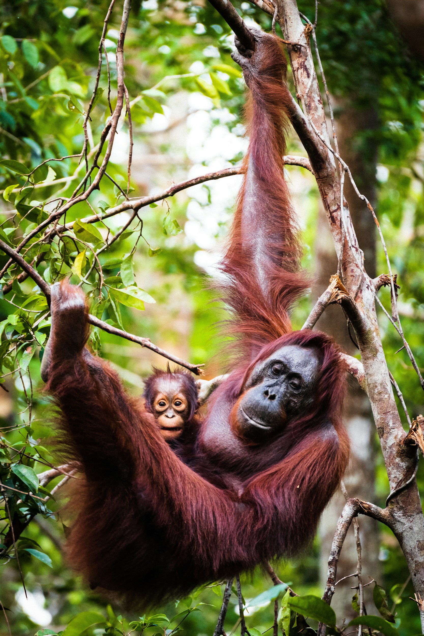 Orangutanes en Borneo Indonesia