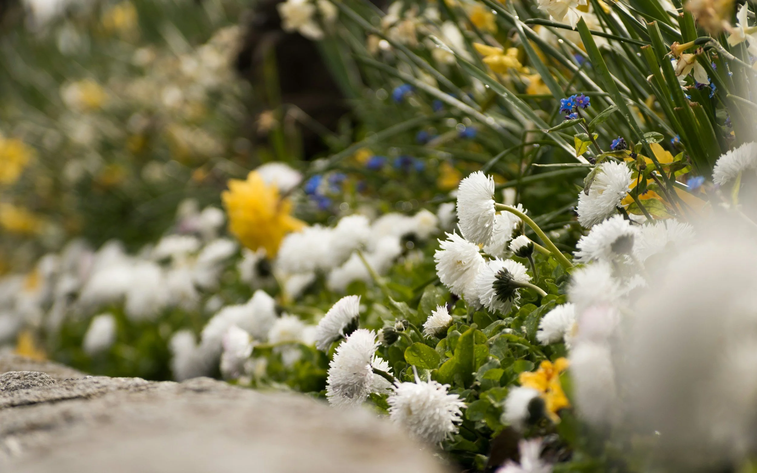 Close-up of various colorful flowers, including white, yellow, and blue, in a garden setting, with some focus on white fluffy flowers in the foreground. Garden design near me, East london garden design. West london garden design. North London Garden