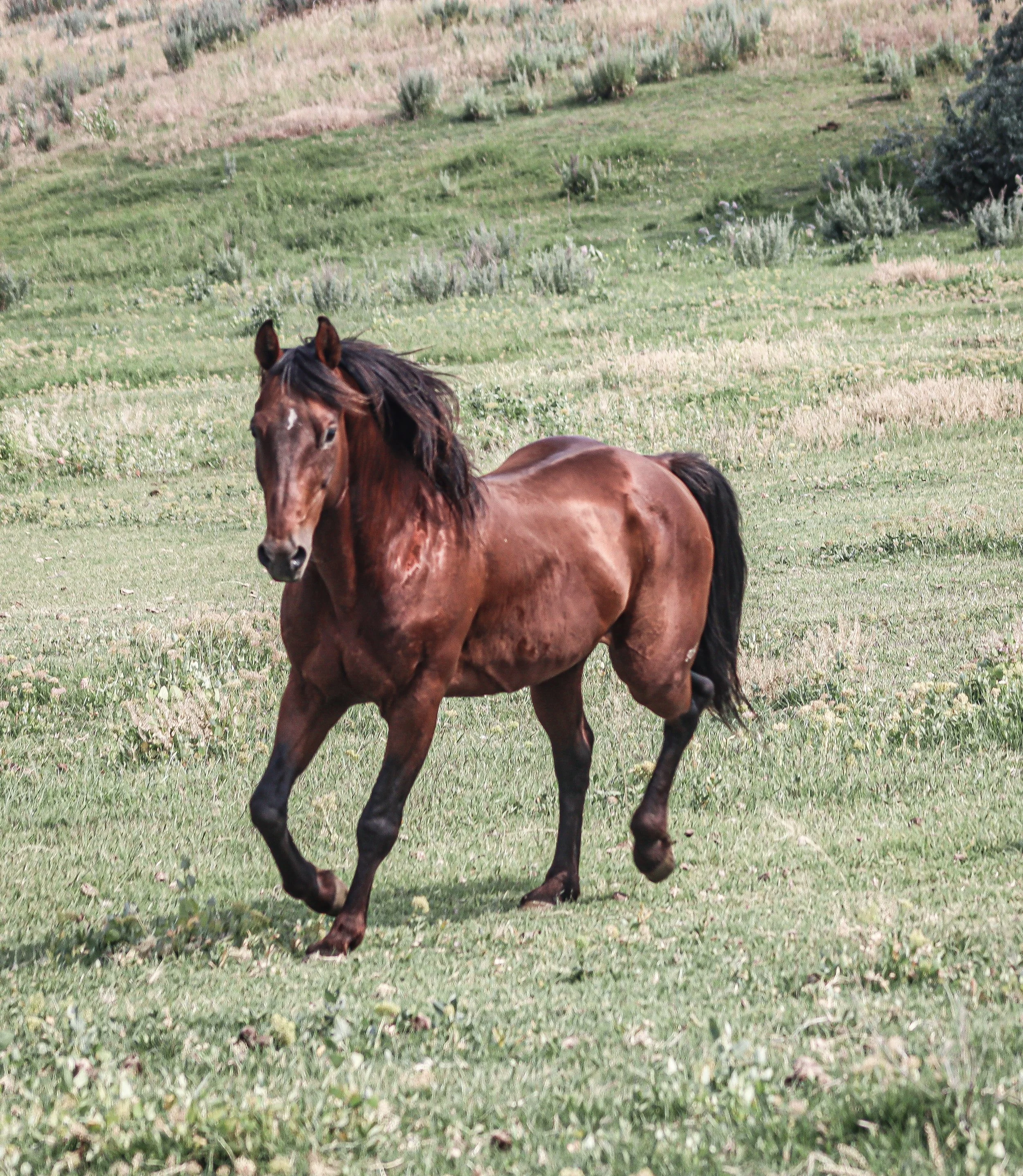 A brown horse with a black mane and tail running across a grassy field.