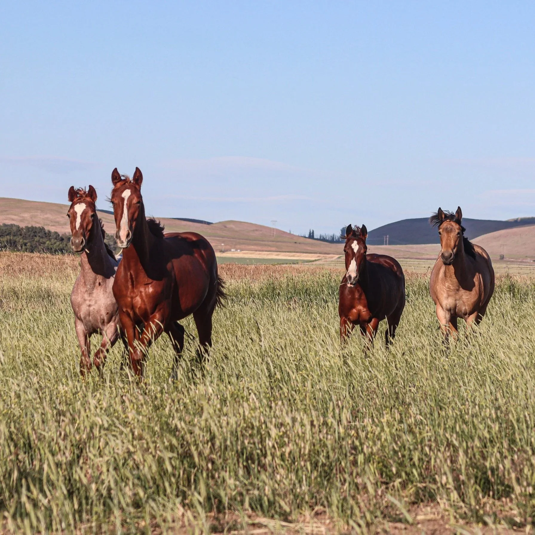 Four horses standing in a grassy field with rolling hills in the background under a clear blue sky.