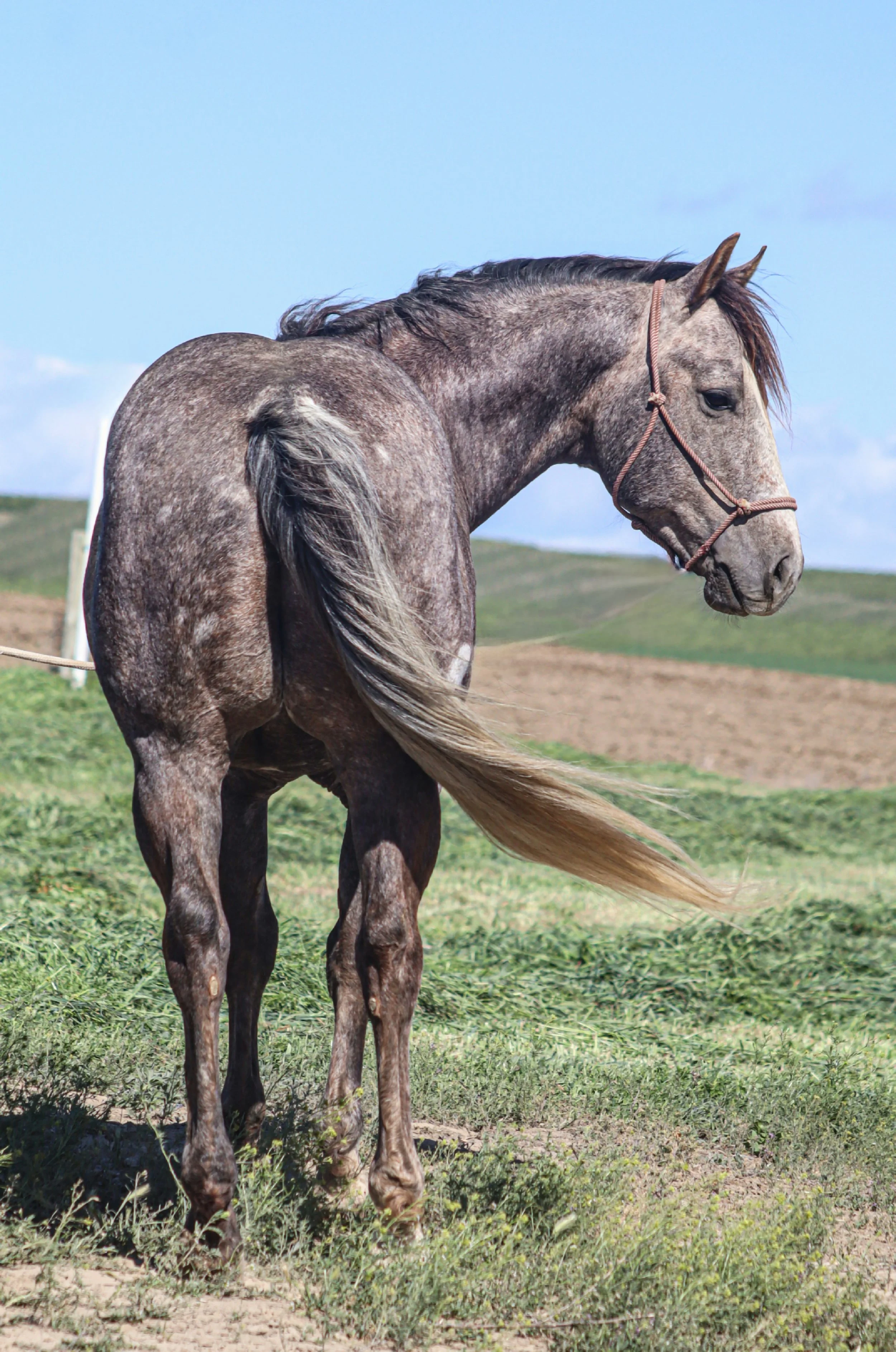 Gray horse with long tail standing in a grassy field under a partly cloudy sky.