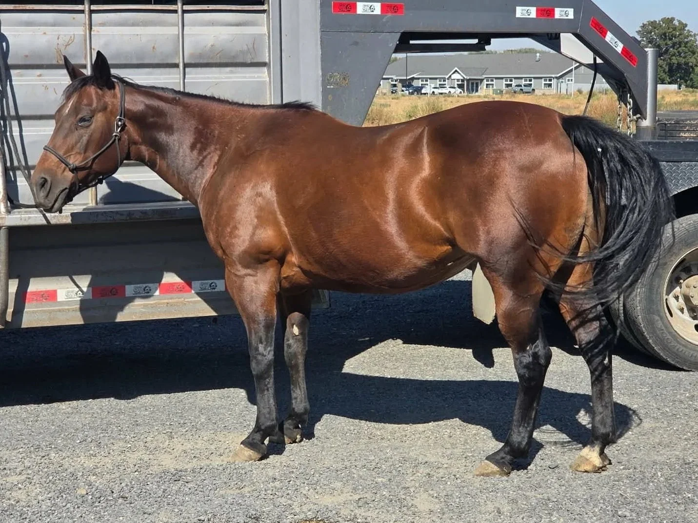 A brown farm horse with black mane and tail standing on gravel next to a trailer with a walkway platform. There is a building and grassy field in the background.