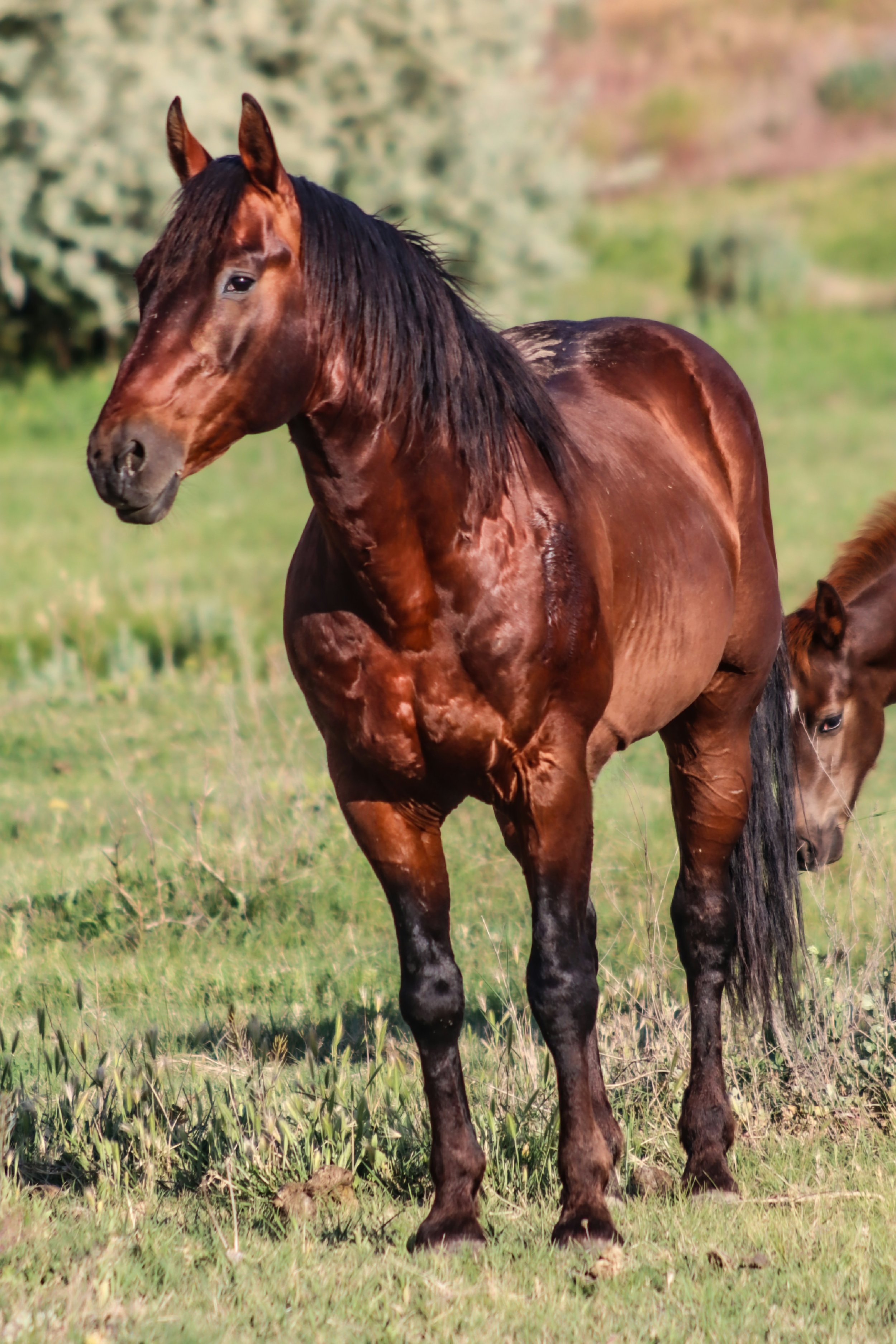 A brown horse standing in a grassy field with bushes in the background.