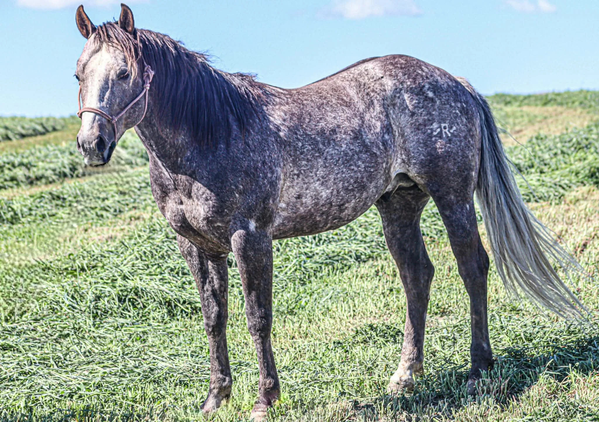 Gray dappled horse standing on green grass in a field under a clear blue sky.
