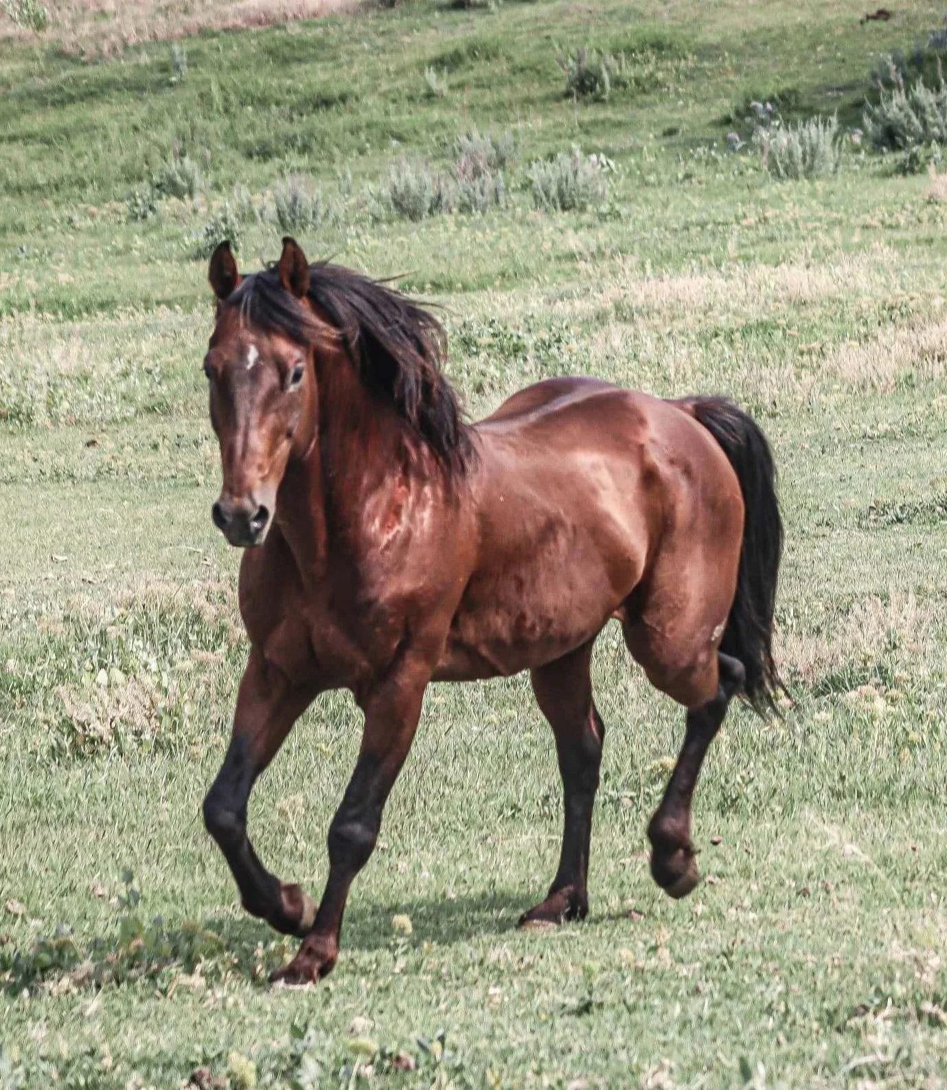 A brown horse with a black mane and tail running on a green field.
