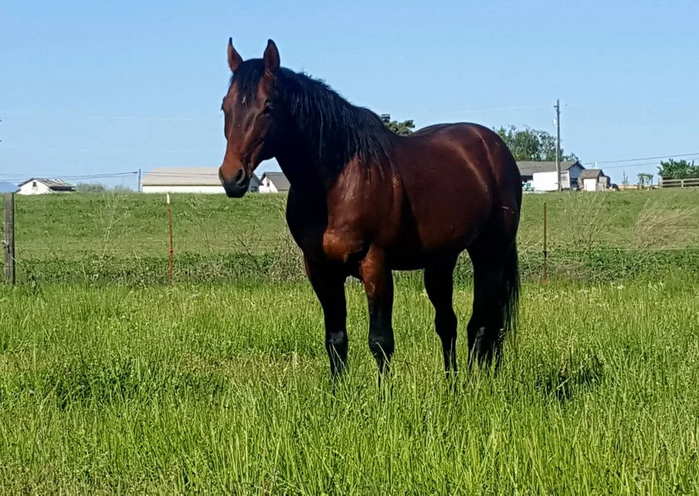A dark brown horse standing in a green grassy field on a sunny day with a clear blue sky.