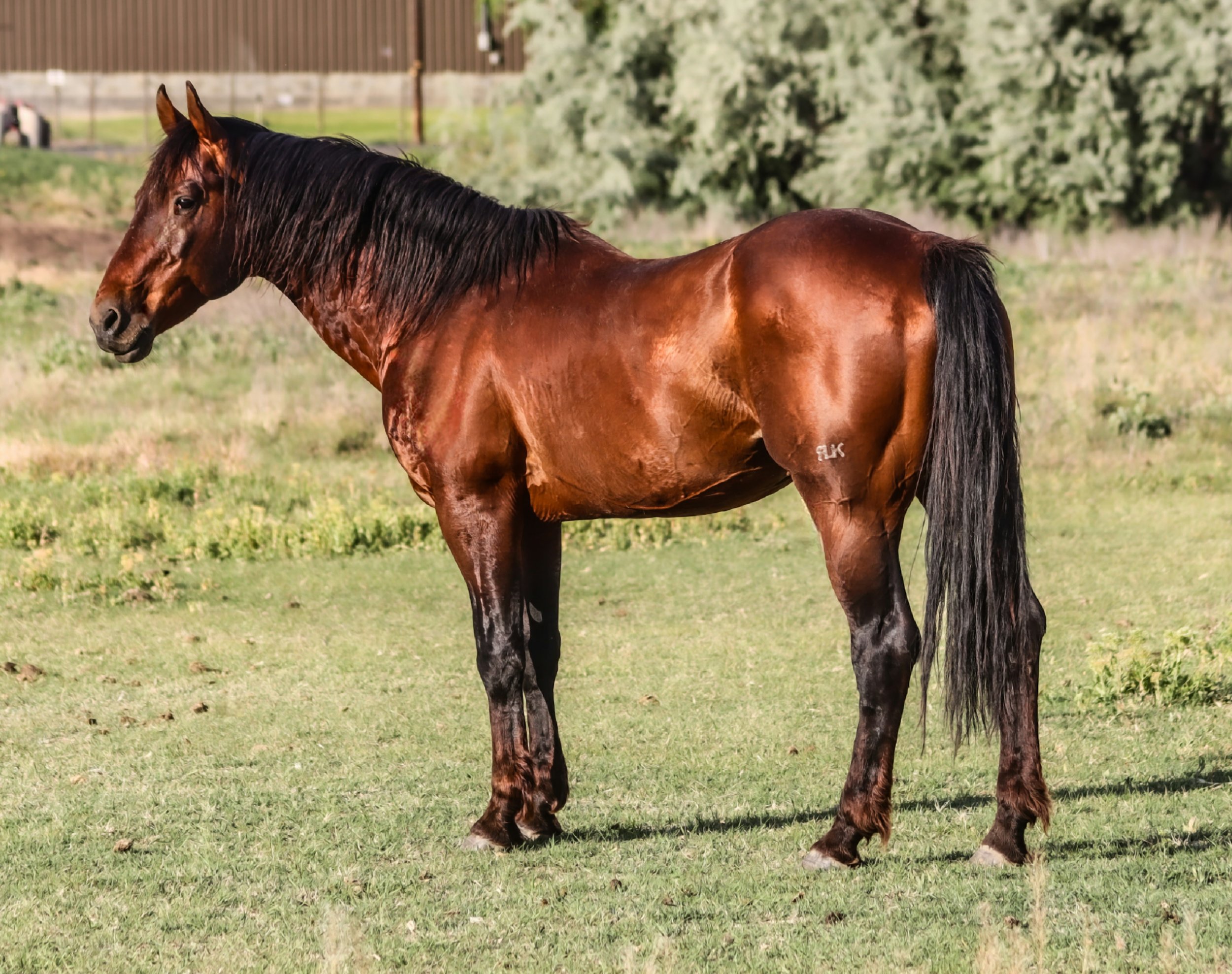 Brown horse standing on green grass in a field with trees and a fence in the background.