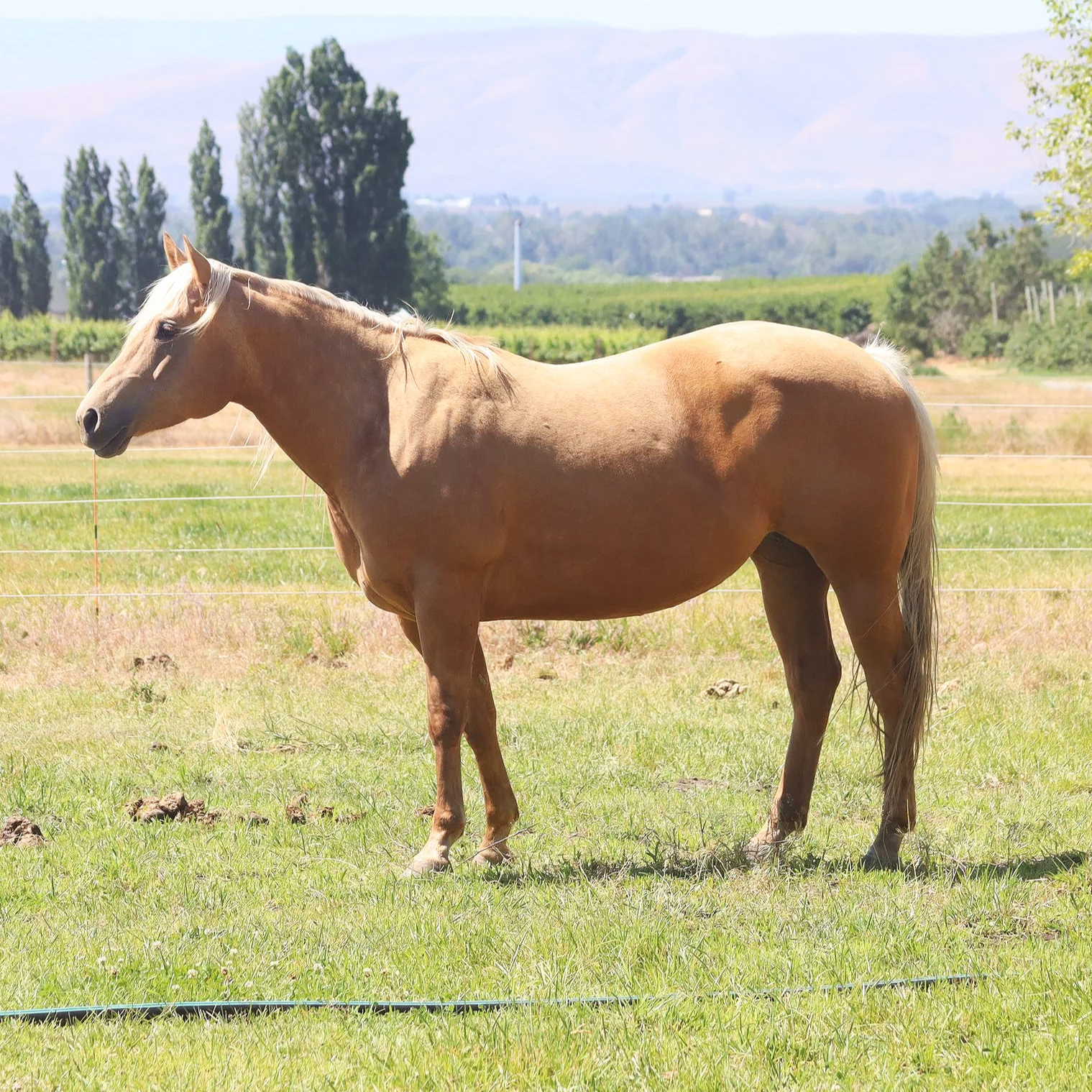 A palomino horse standing in a grassy field with trees and hills in the background.