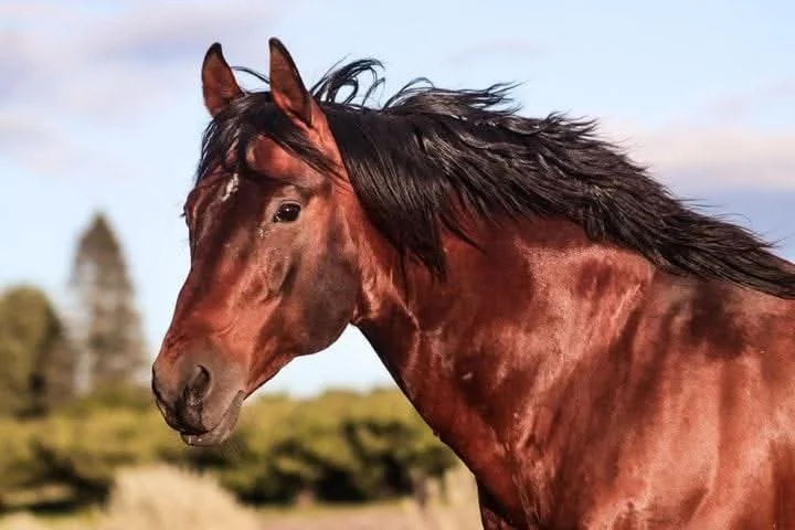 Close-up of a brown horse with a black mane standing outdoors, with trees and a blue sky in the background.