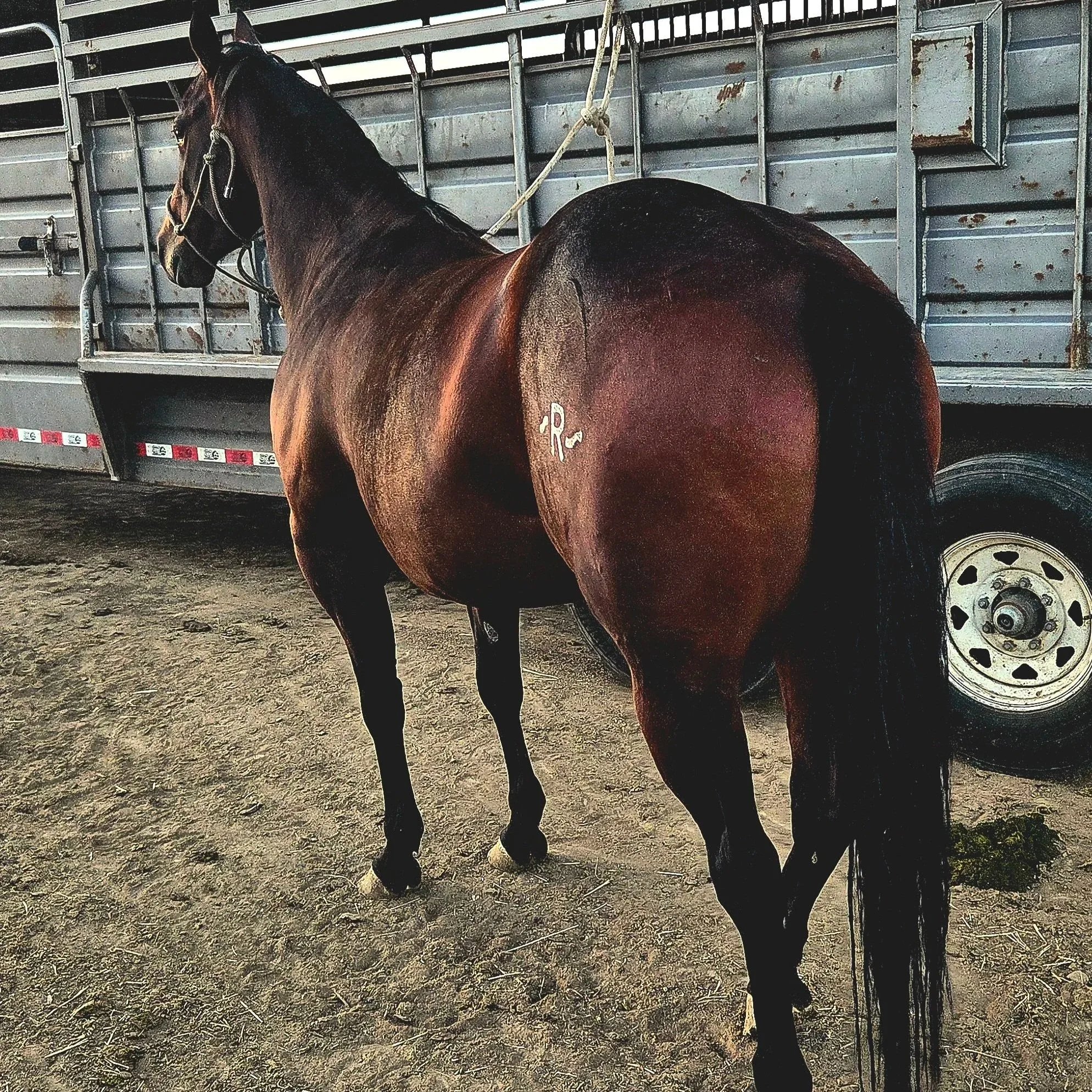 A brown horse with a black tail standing in front of a trailer.