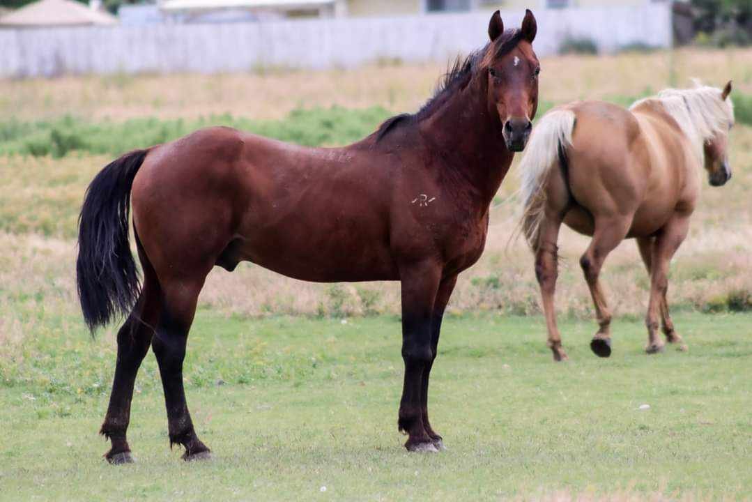 Two horses grazing in a field, with one in the foreground and the other slightly behind.