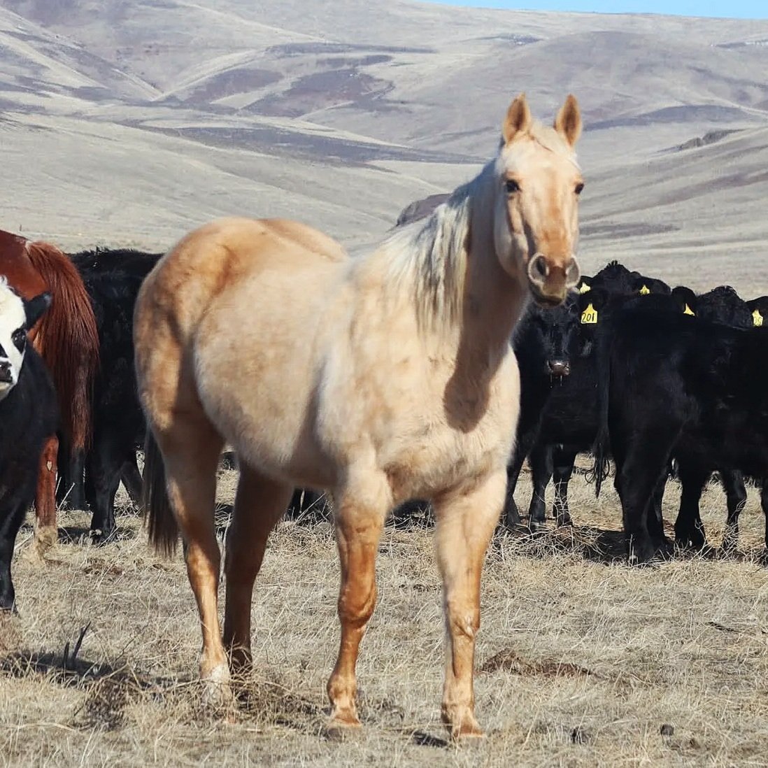 A light-colored horse standing on dry land, surrounded by a herd of black and brown cows with tags in their ears, in a hilly rural landscape.