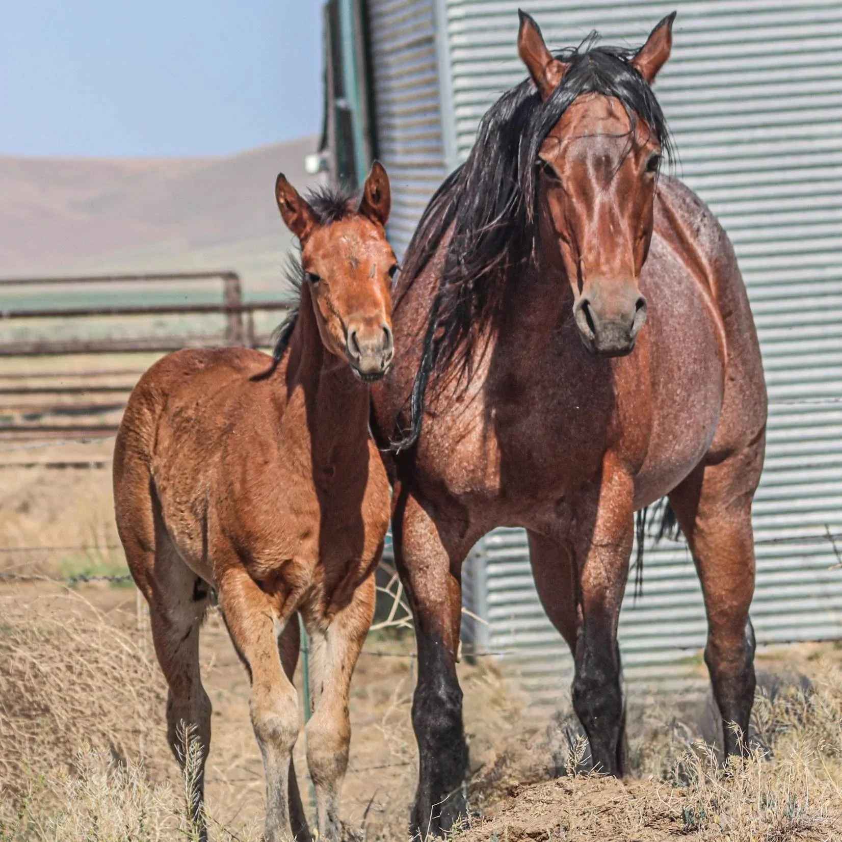 Two brown horses, a foal and an adult, standing outdoors on dirt with a metal structure and mountains in the background.