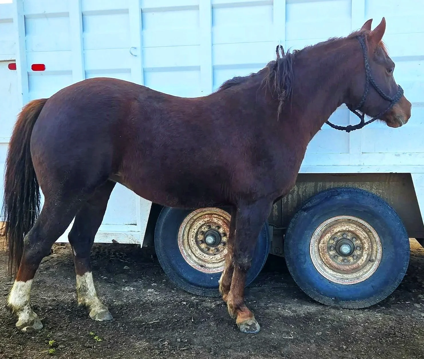 A brown horse standing on dirt ground next to a white wagon with large wheels.