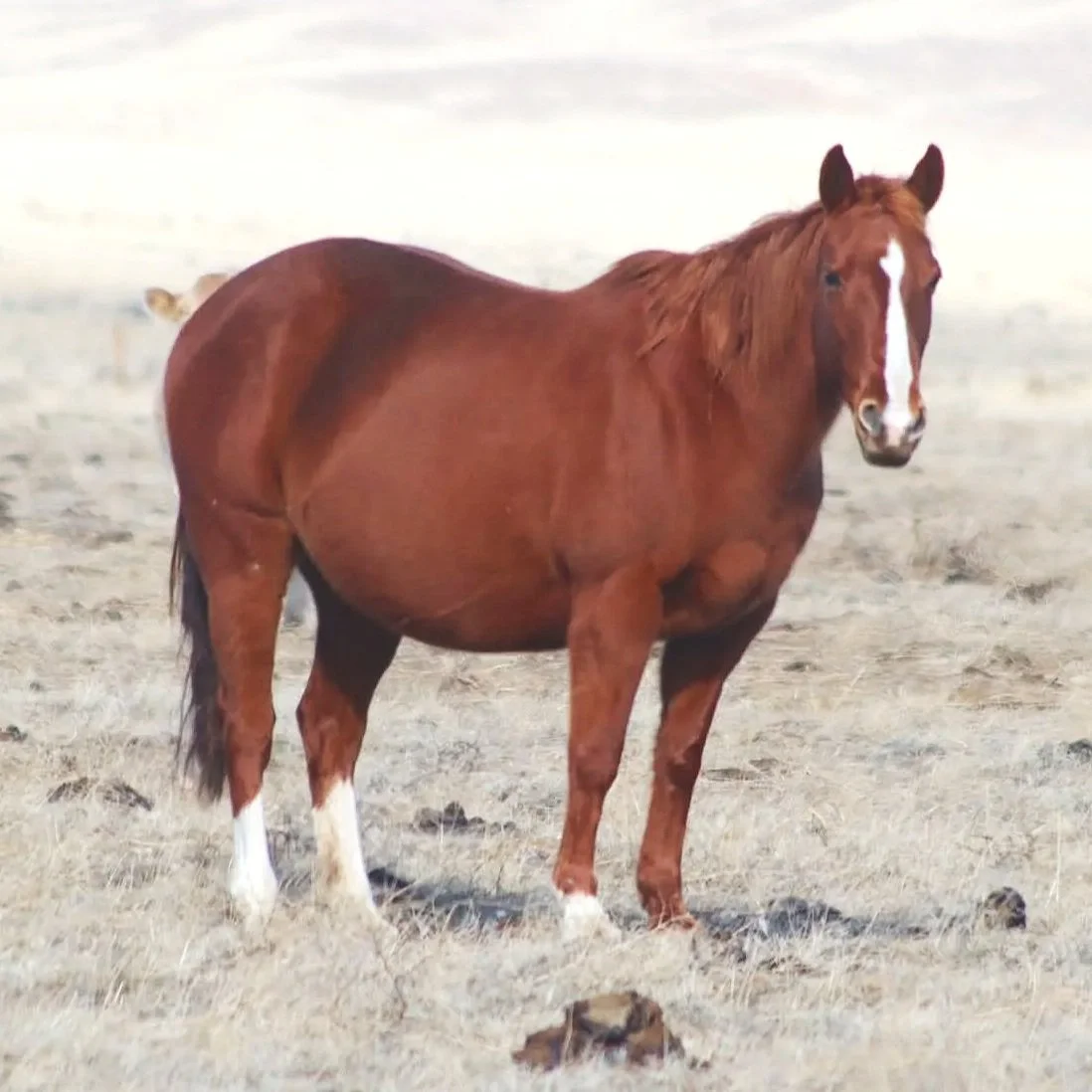 A brown horse standing in a dry, open field with a cloudy sky in the background.