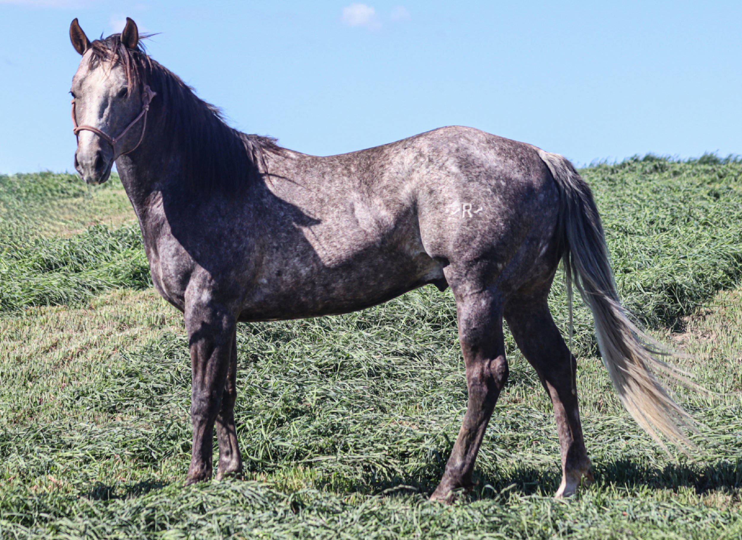 A gray horse standing in a grassy field under a clear blue sky.