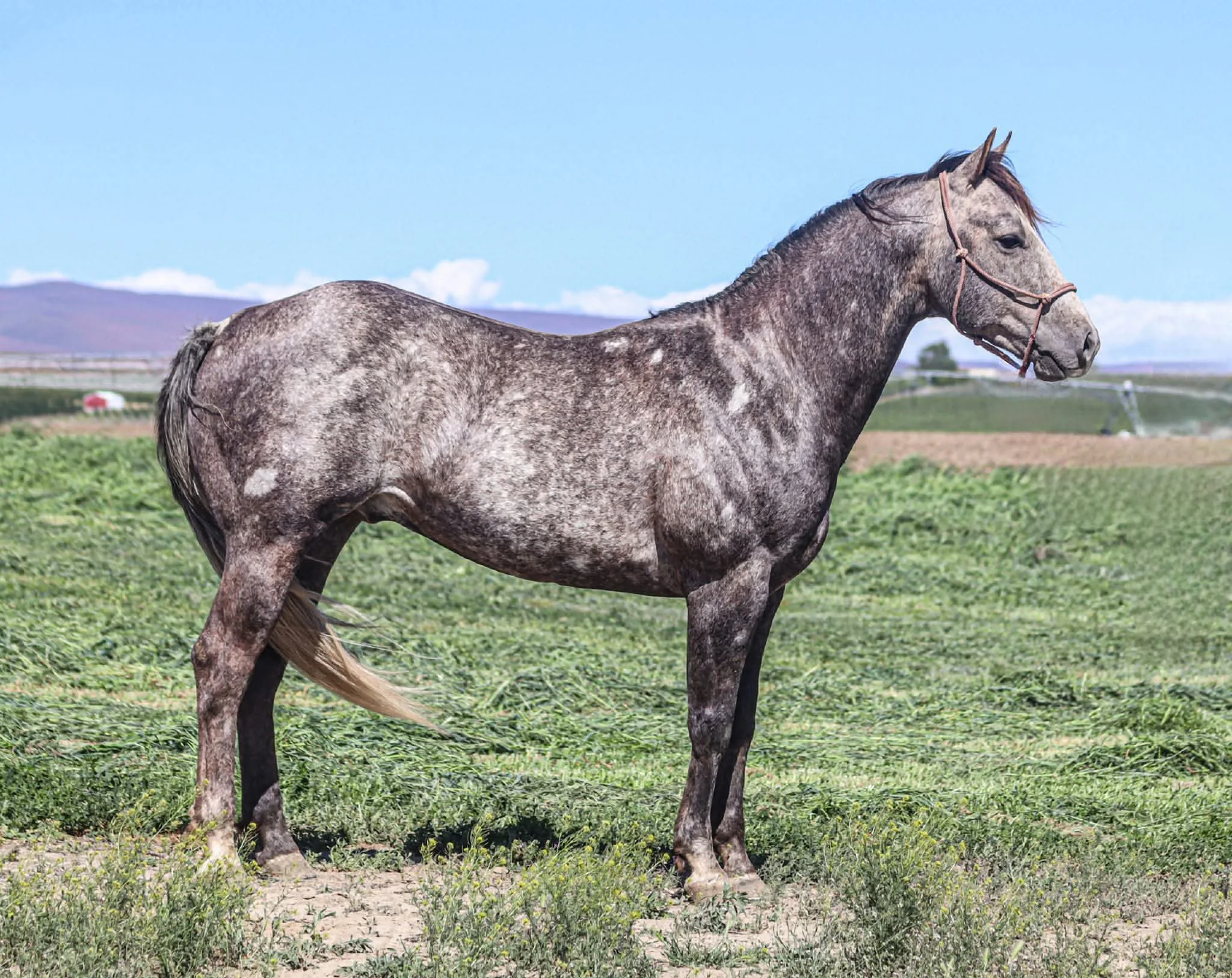 Dapple gray horse standing on grassy field under blue sky