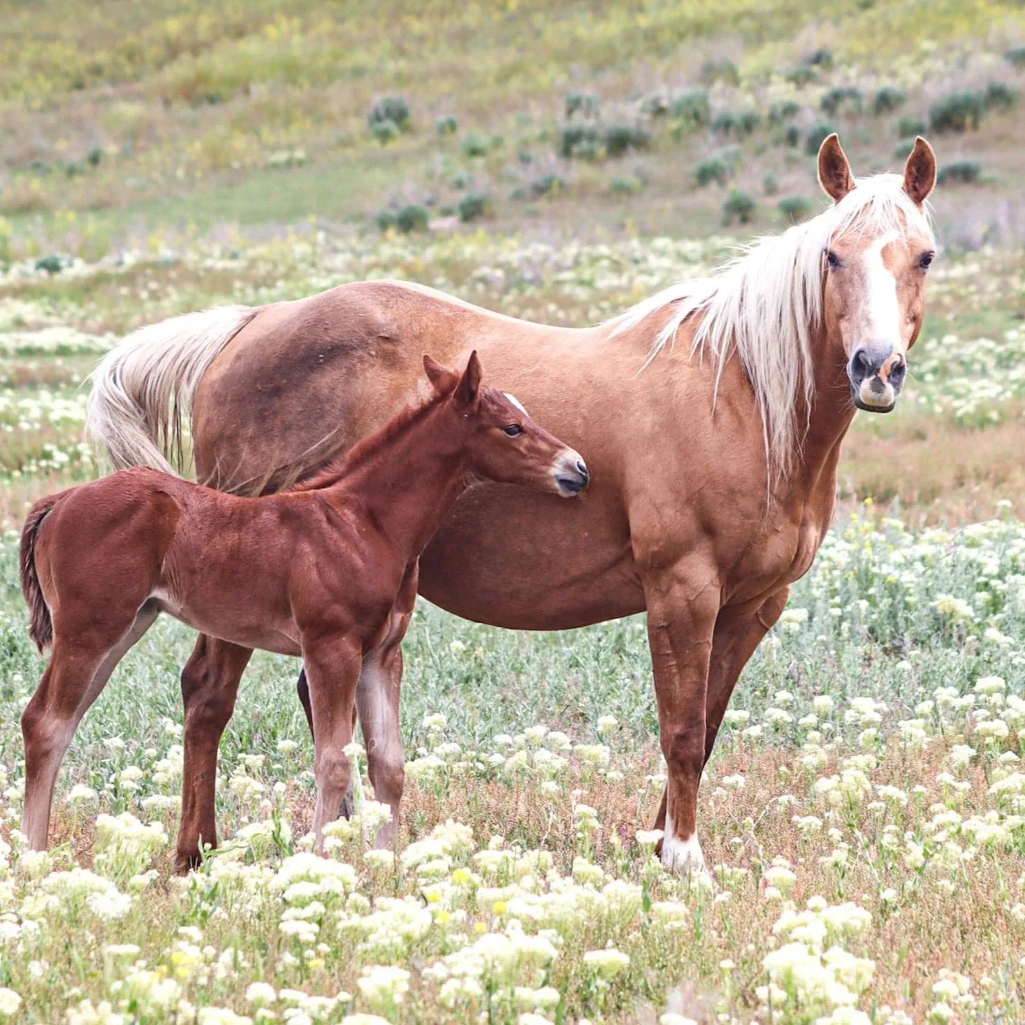 A mare and her foal standing in a field of wildflowers with a hilly landscape in the background.