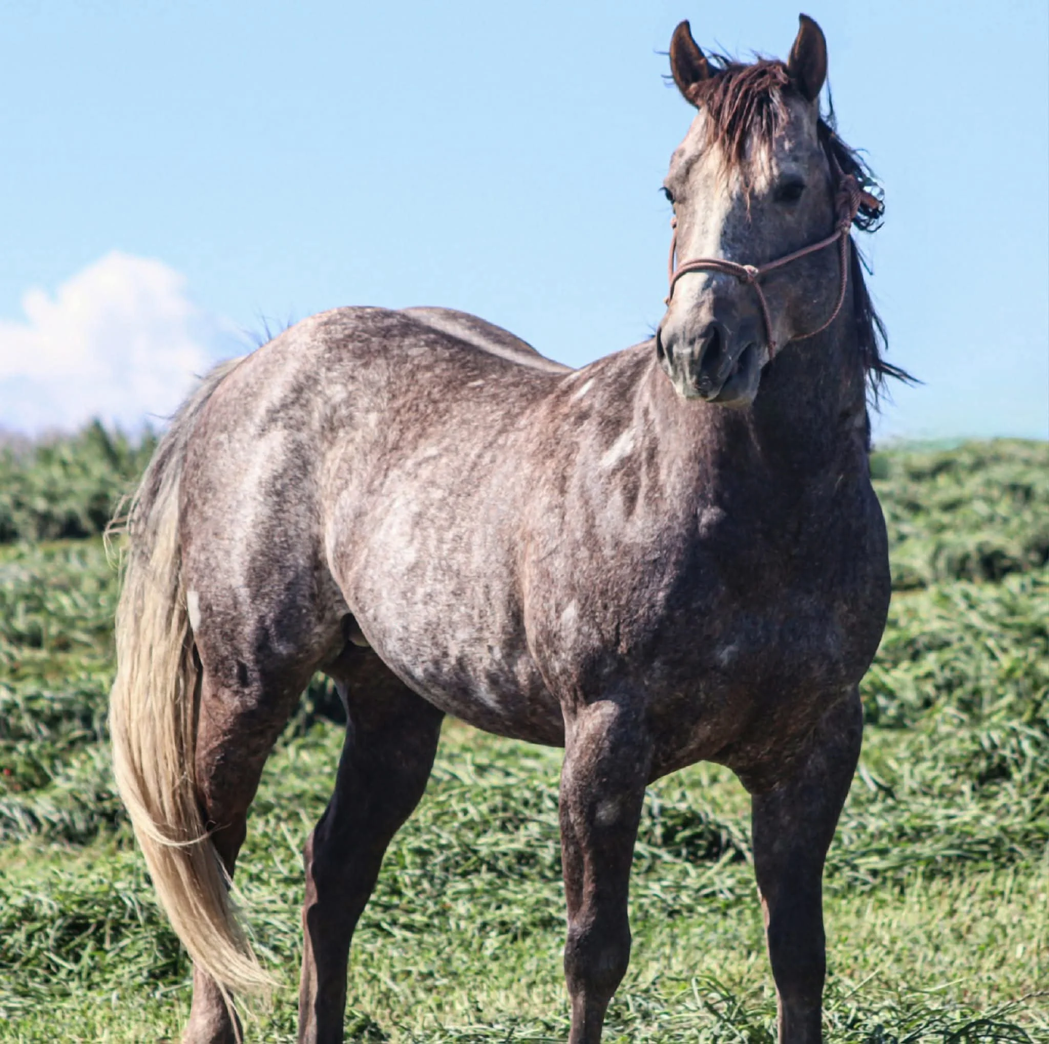 A gray horse with a mane standing in a green field under a blue sky.