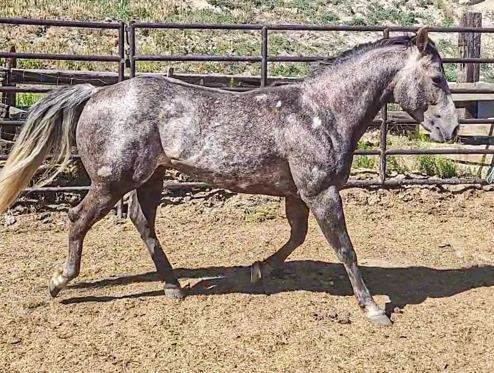A gray and white speckled horse trotting in a sandy paddock with wooden fencing in the background.