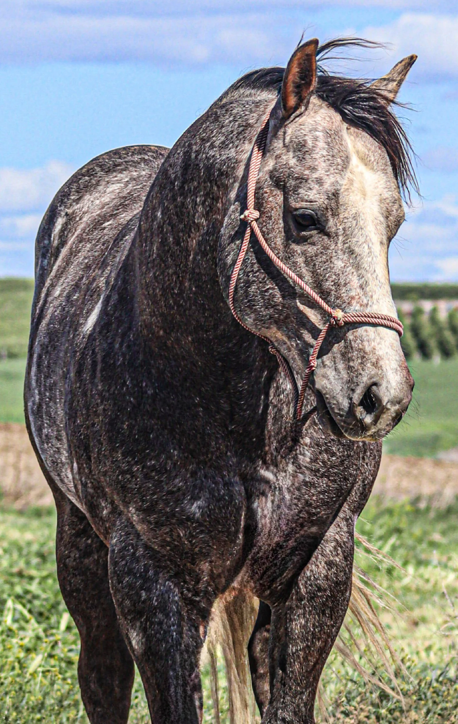 A close-up of a gray and black speckled horse with a braided bridle on its head, standing outdoors in a grassy field with a blue sky and clouds in the background.