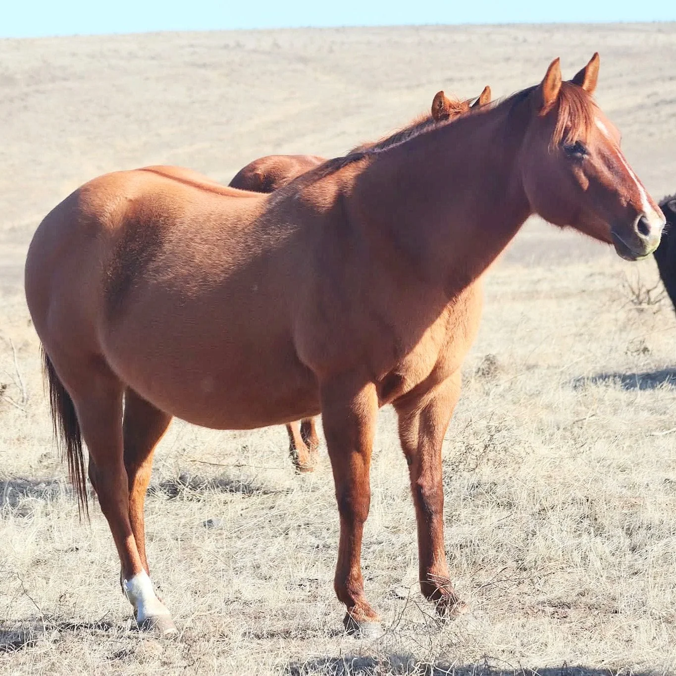 A brown horse standing in a dry, open field with another horse partially visible behind it.
