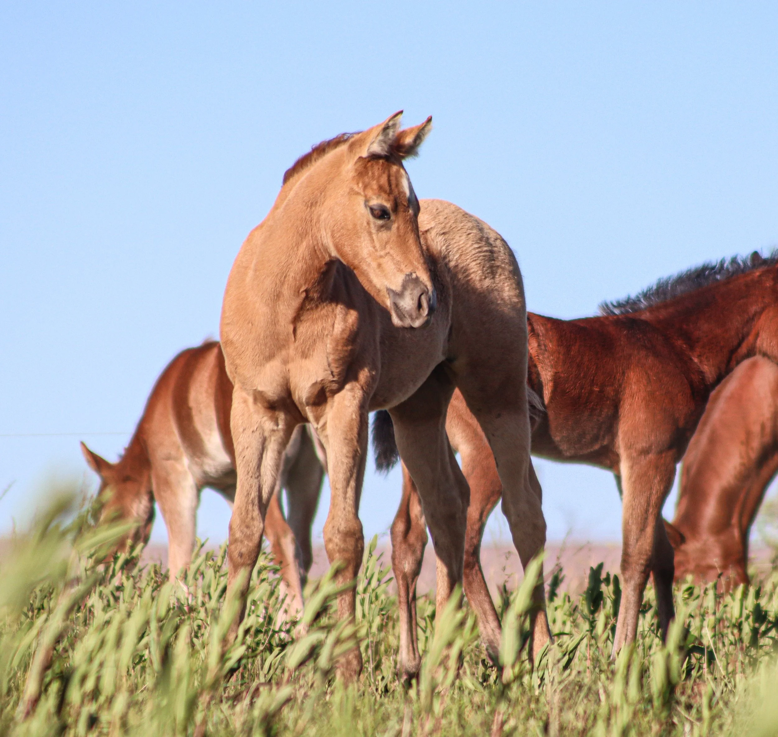 Group of wild horses standing on grassy plain under clear blue sky.