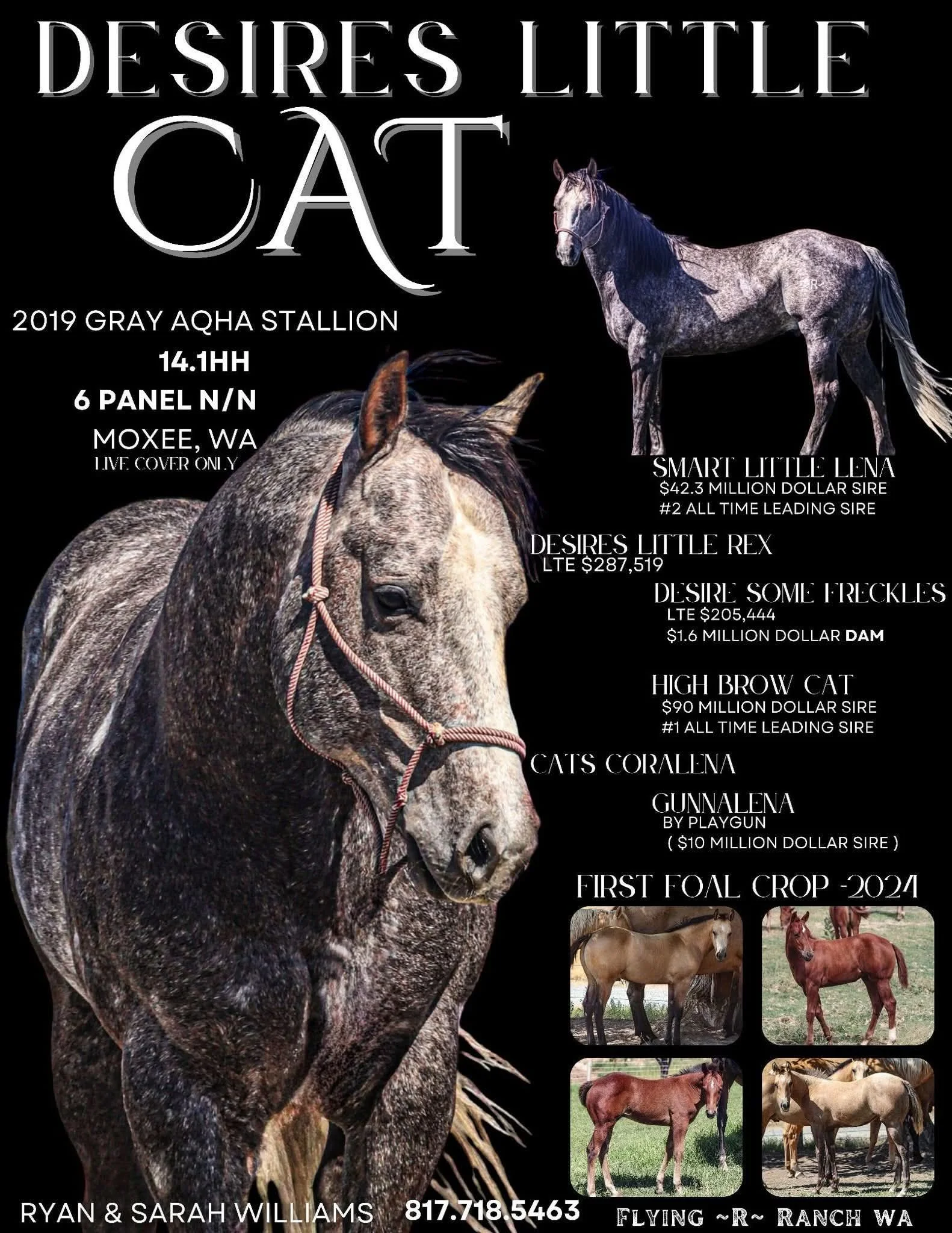 A promotional poster for a horse auction, featuring images of horses and details about the event, including the date, location, and prices of notable horses.