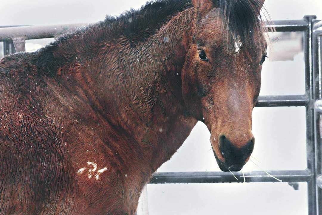 A wet brown horse looking at the camera in a stable