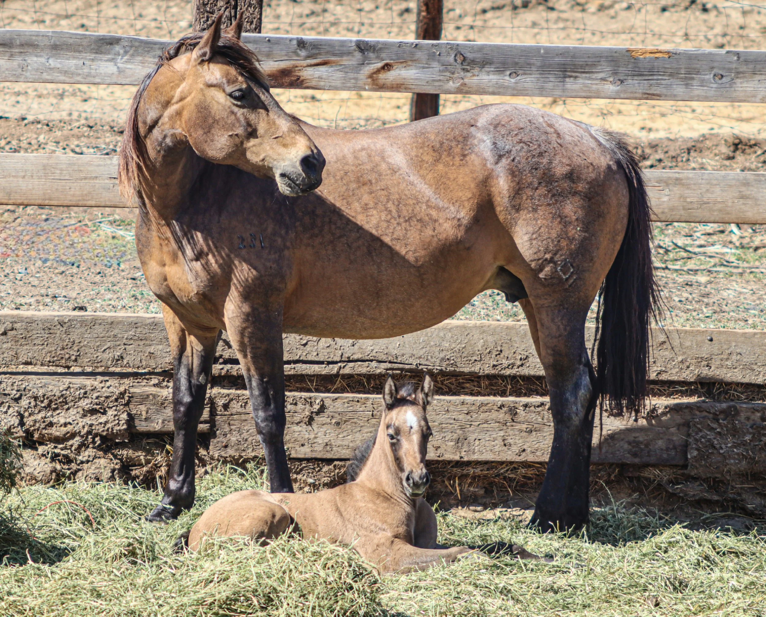 A brown mare and her foal resting on a patch of grass near a wooden fence in a rural setting.